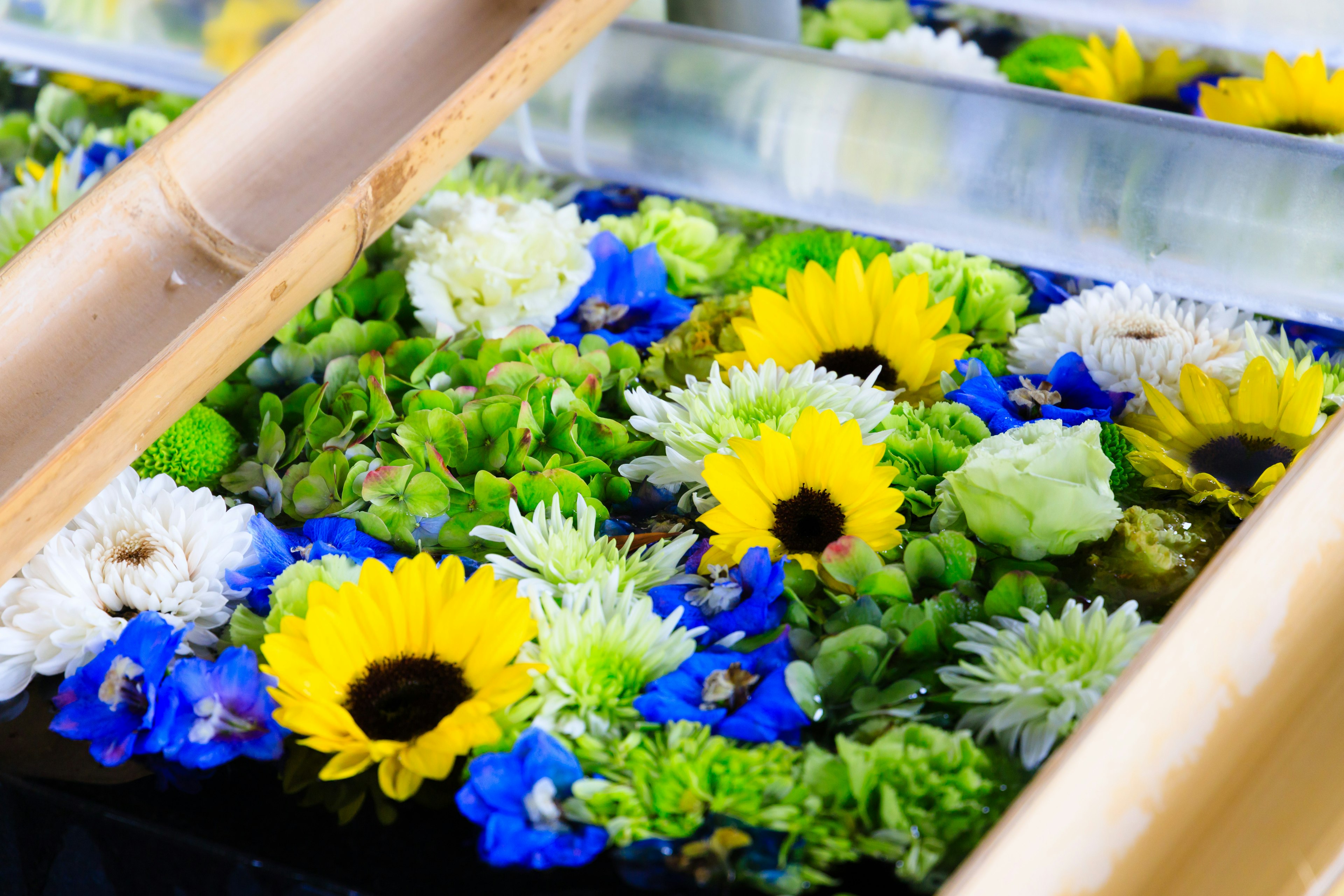 Colorful flowers floating on water in a beautiful arrangement