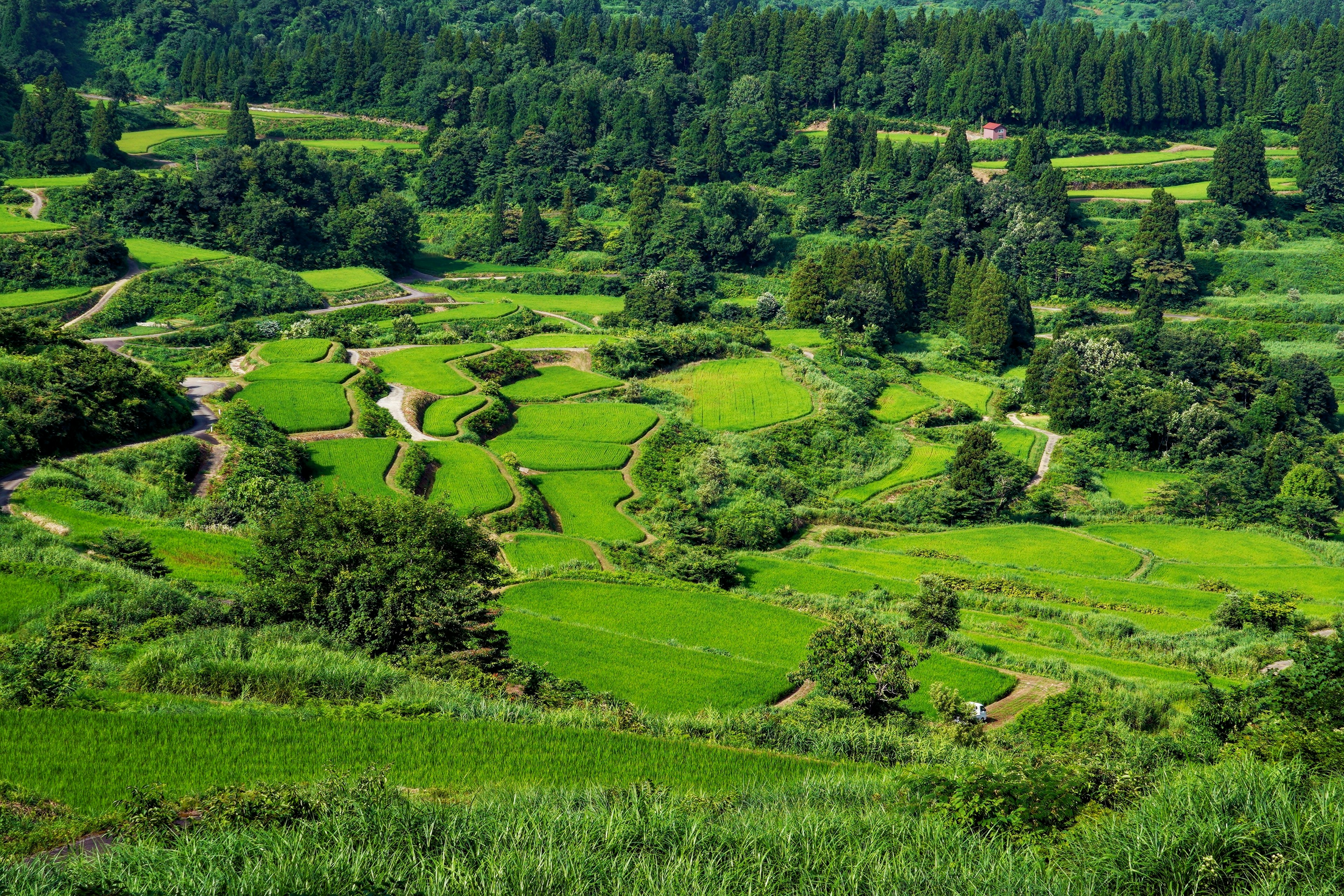 Lush green terraced rice fields surrounded by hills