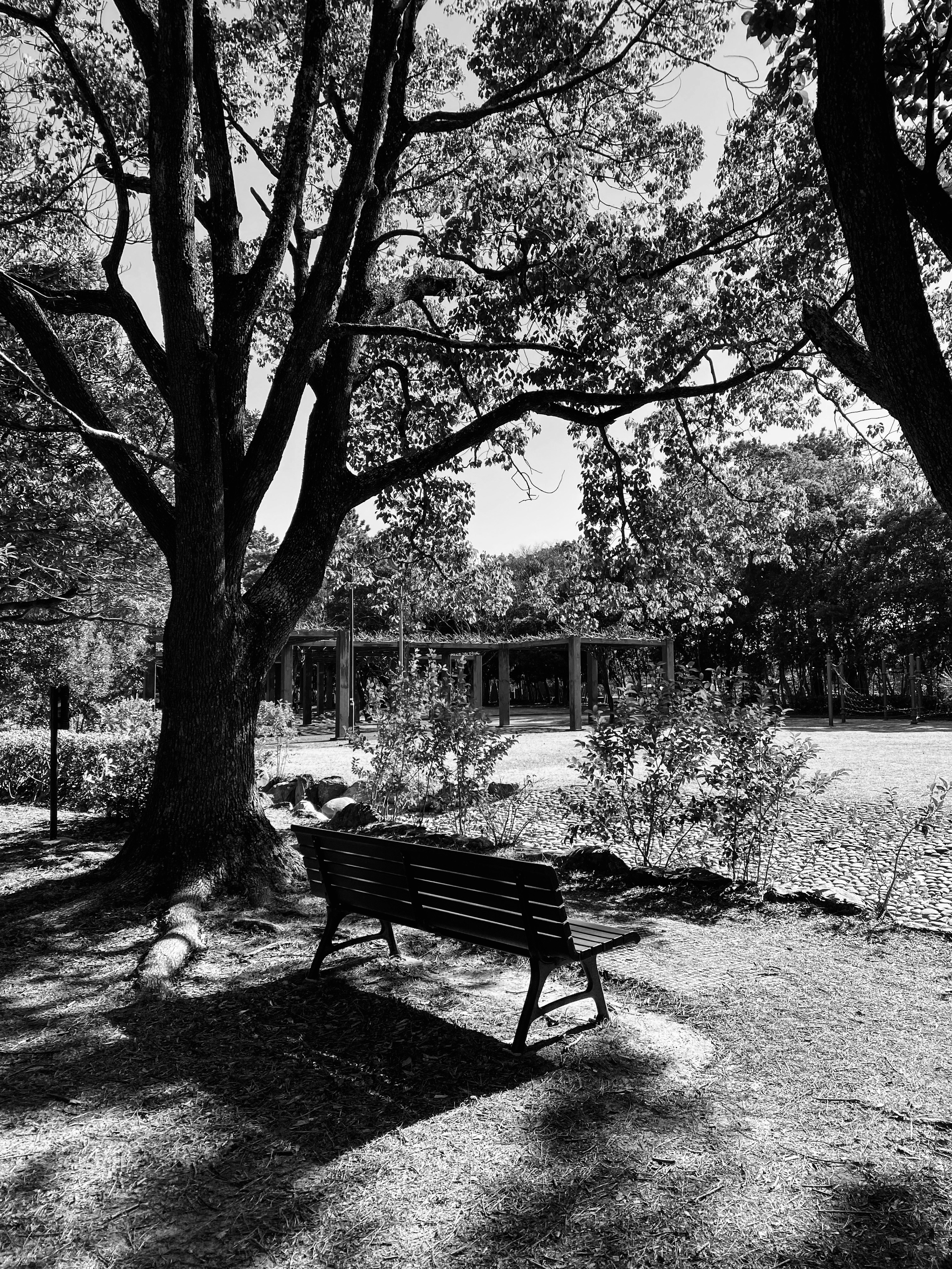 Une scène de parc avec un banc sous un grand arbre