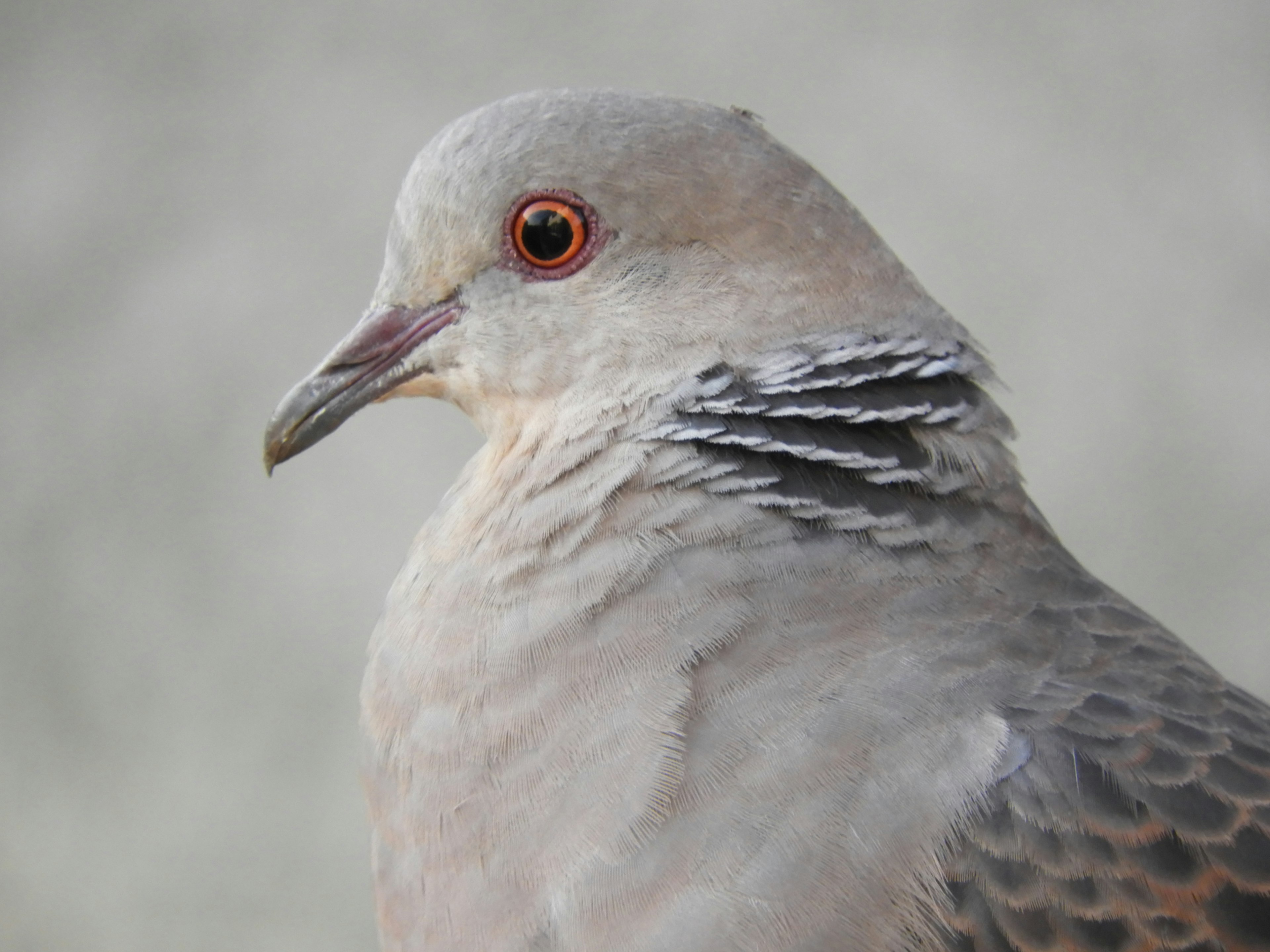 Profile of a gray pigeon with red eyes and unique feather patterns