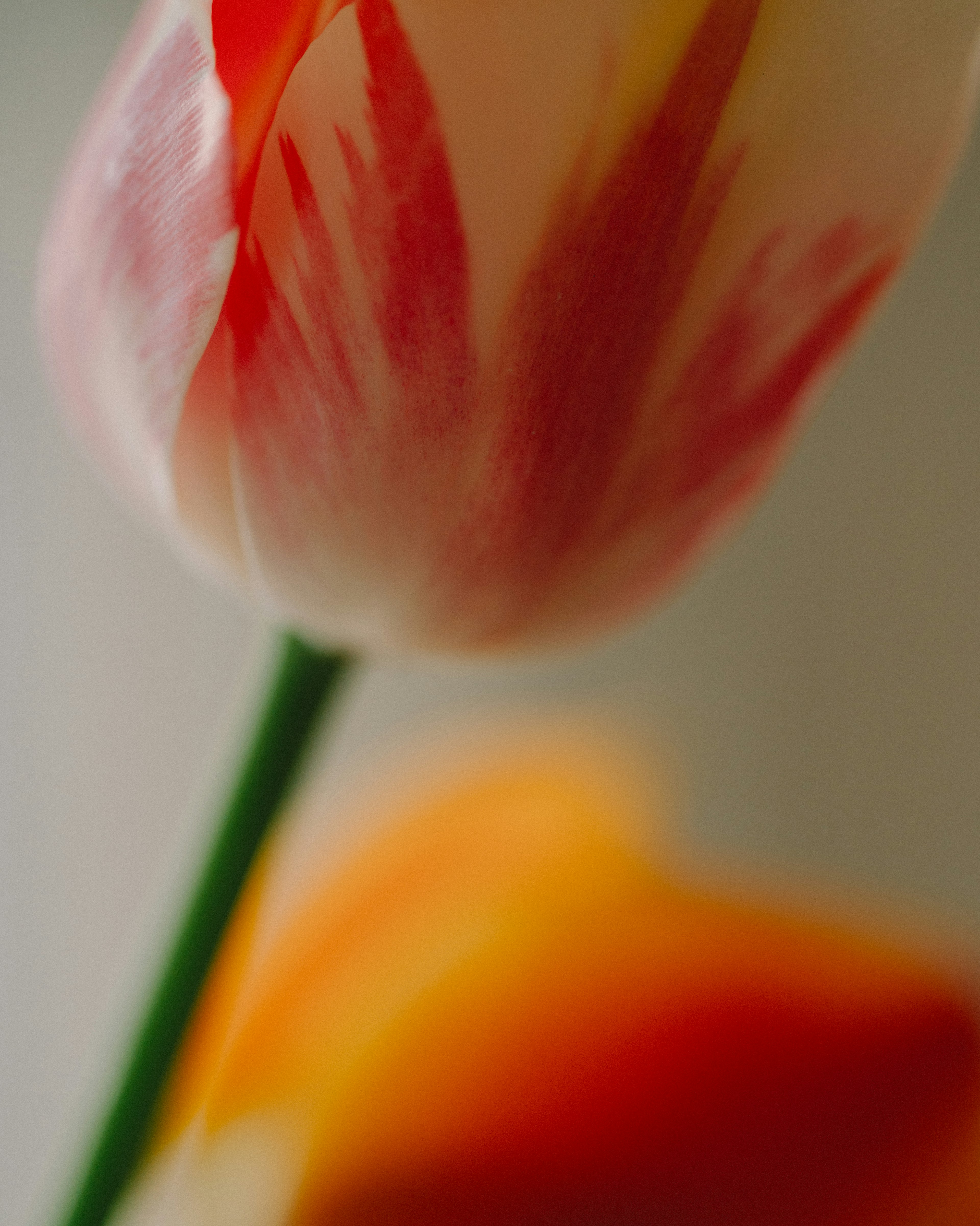 Nahaufnahme einer rot-weißen Tulpe mit einer leicht verschwommenen orangefarbenen Blume im Hintergrund