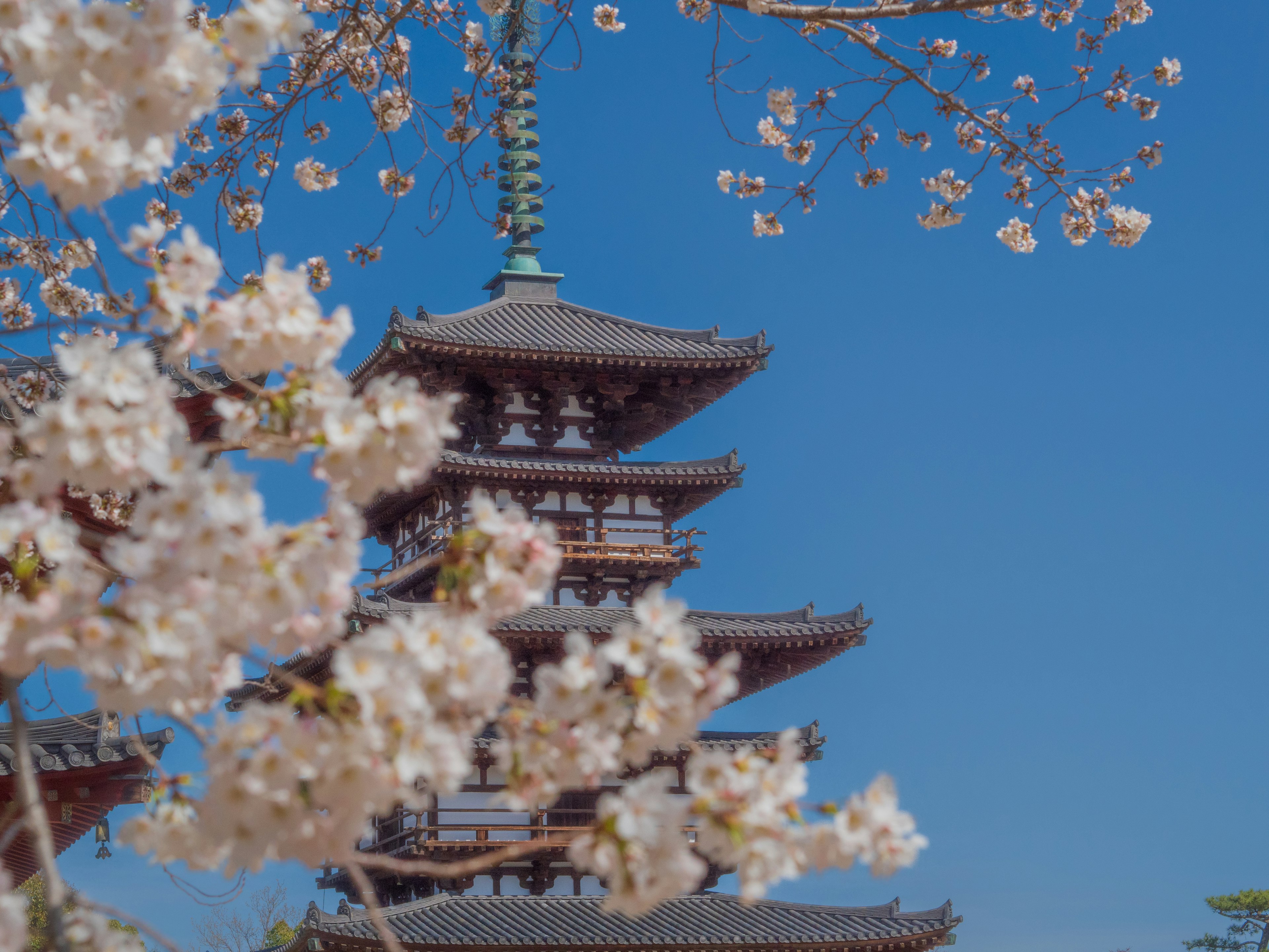 Flores de cerezo con una pagoda y cielo azul