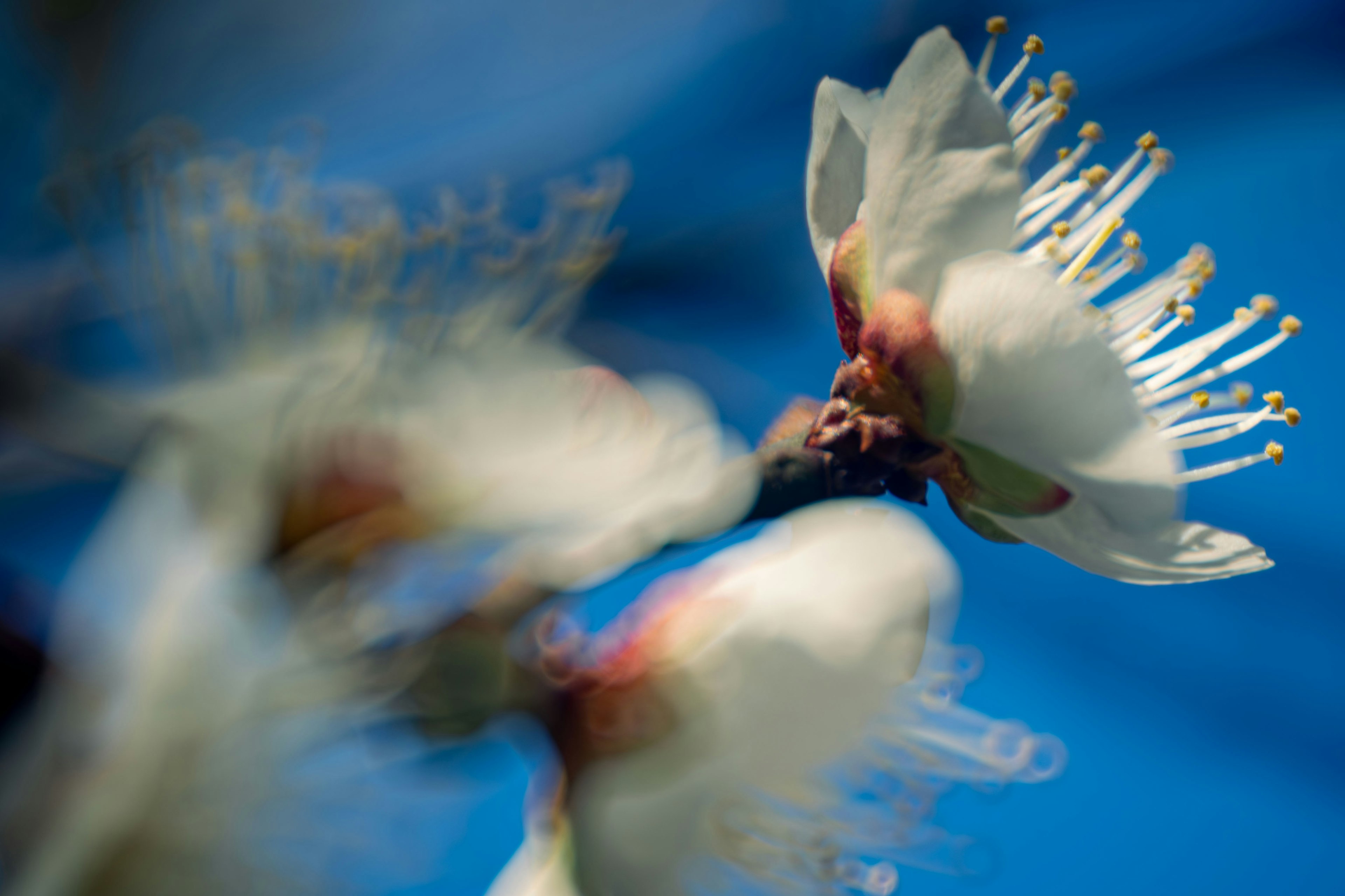 Gros plan de fleurs blanches sur fond bleu mettant en valeur des pétales et étamines vibrants