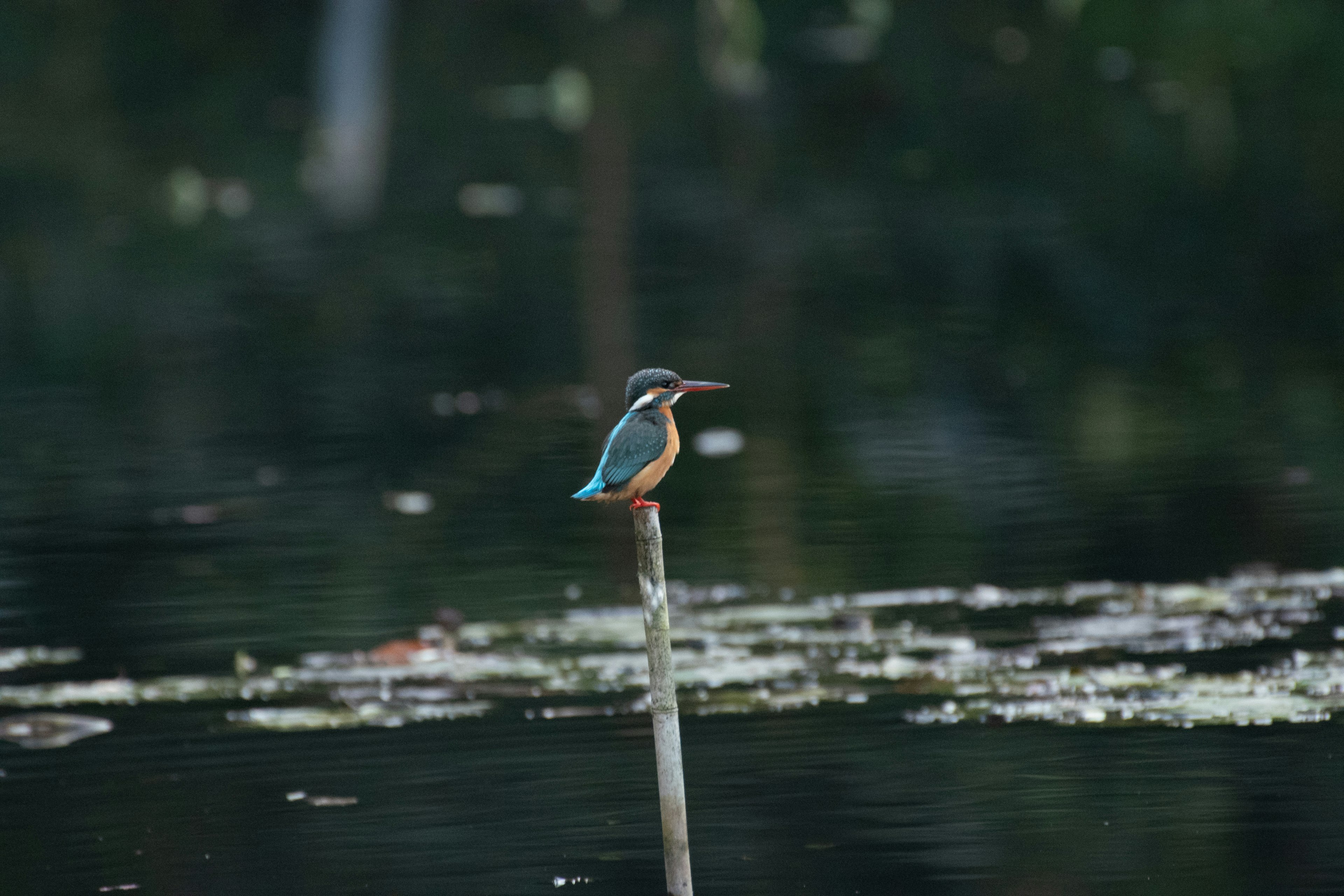 Ein lebhafter Eisvogel auf einem Pfosten am Wasser