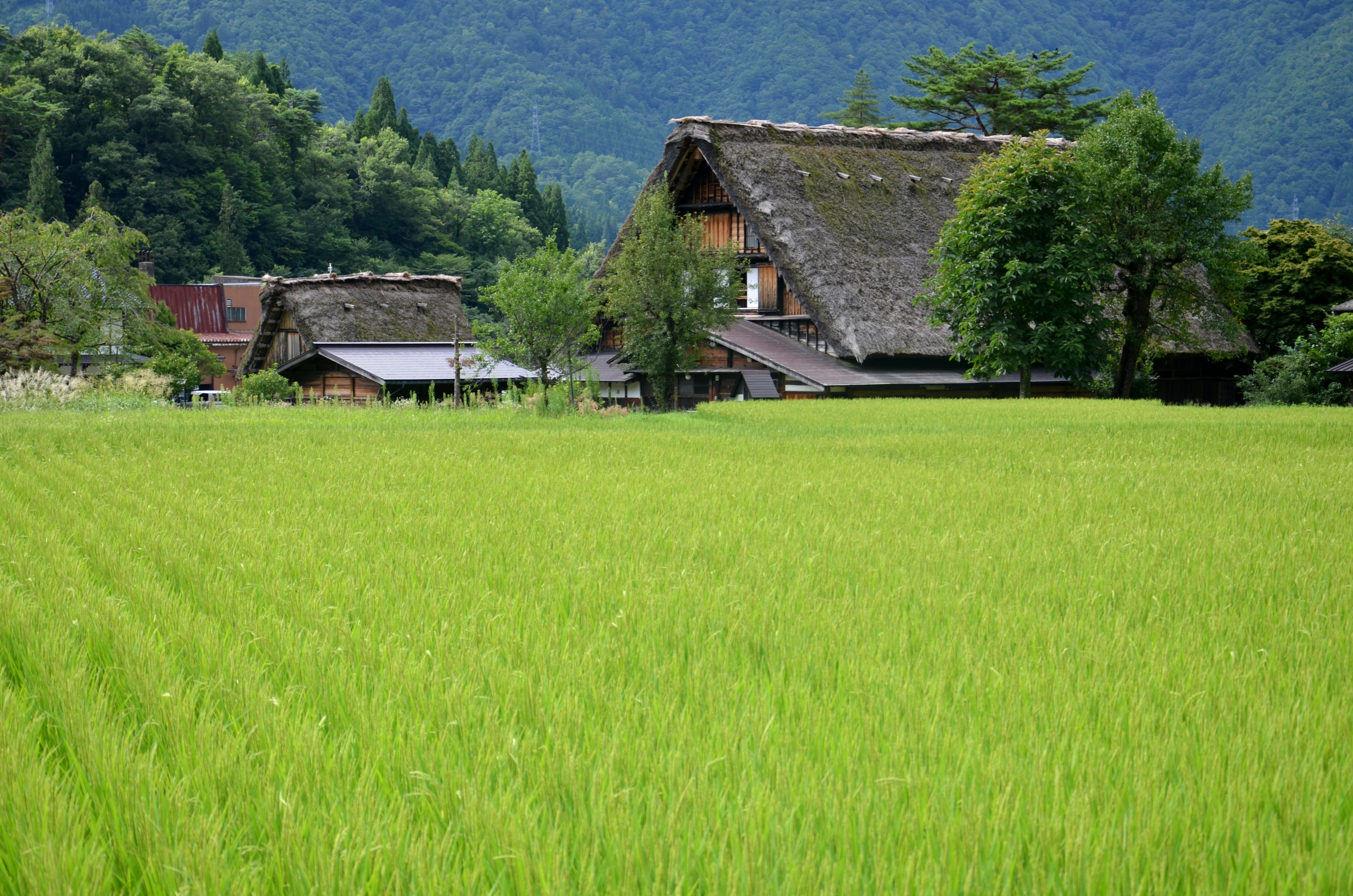 ทุ่งข้าวเขียวชอุ่มกับบ้านหลังคาหญ้าพื้นเมือง