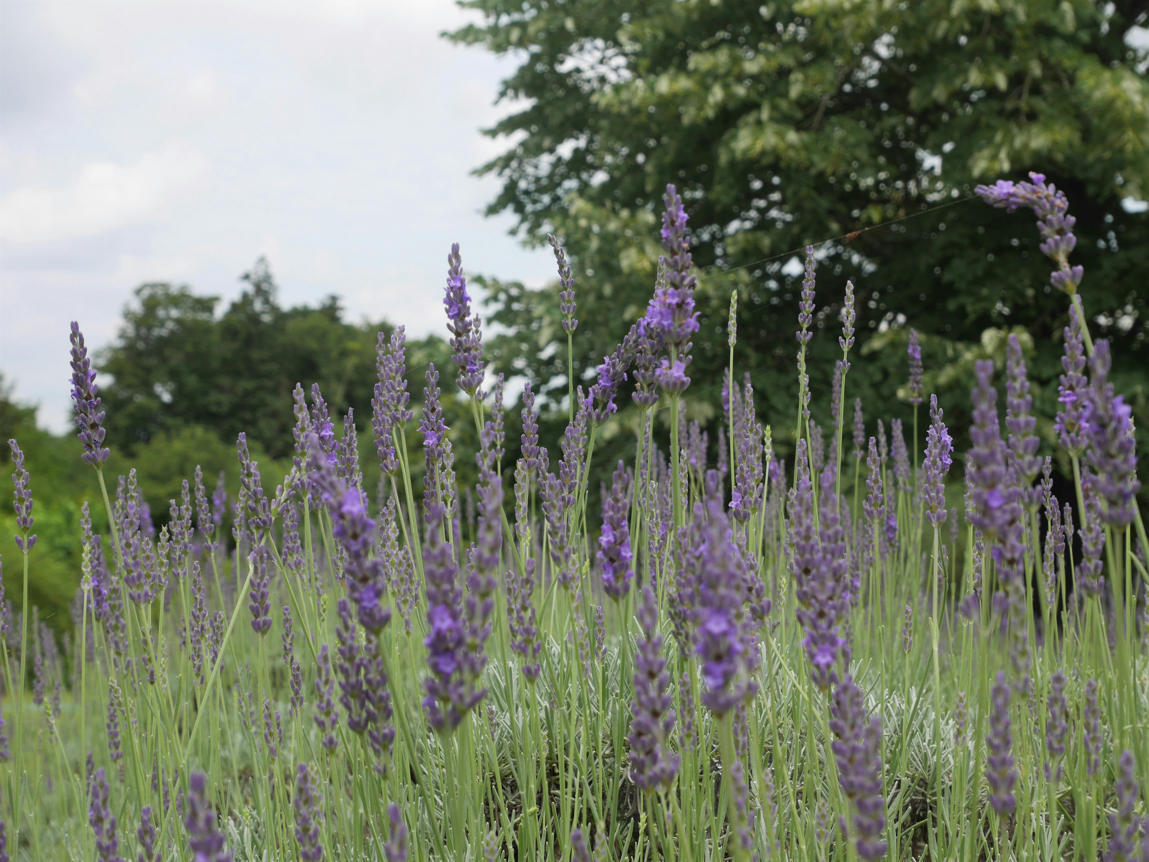 Fiori di lavanda che fioriscono in un campo con erba verde e alberi sullo sfondo