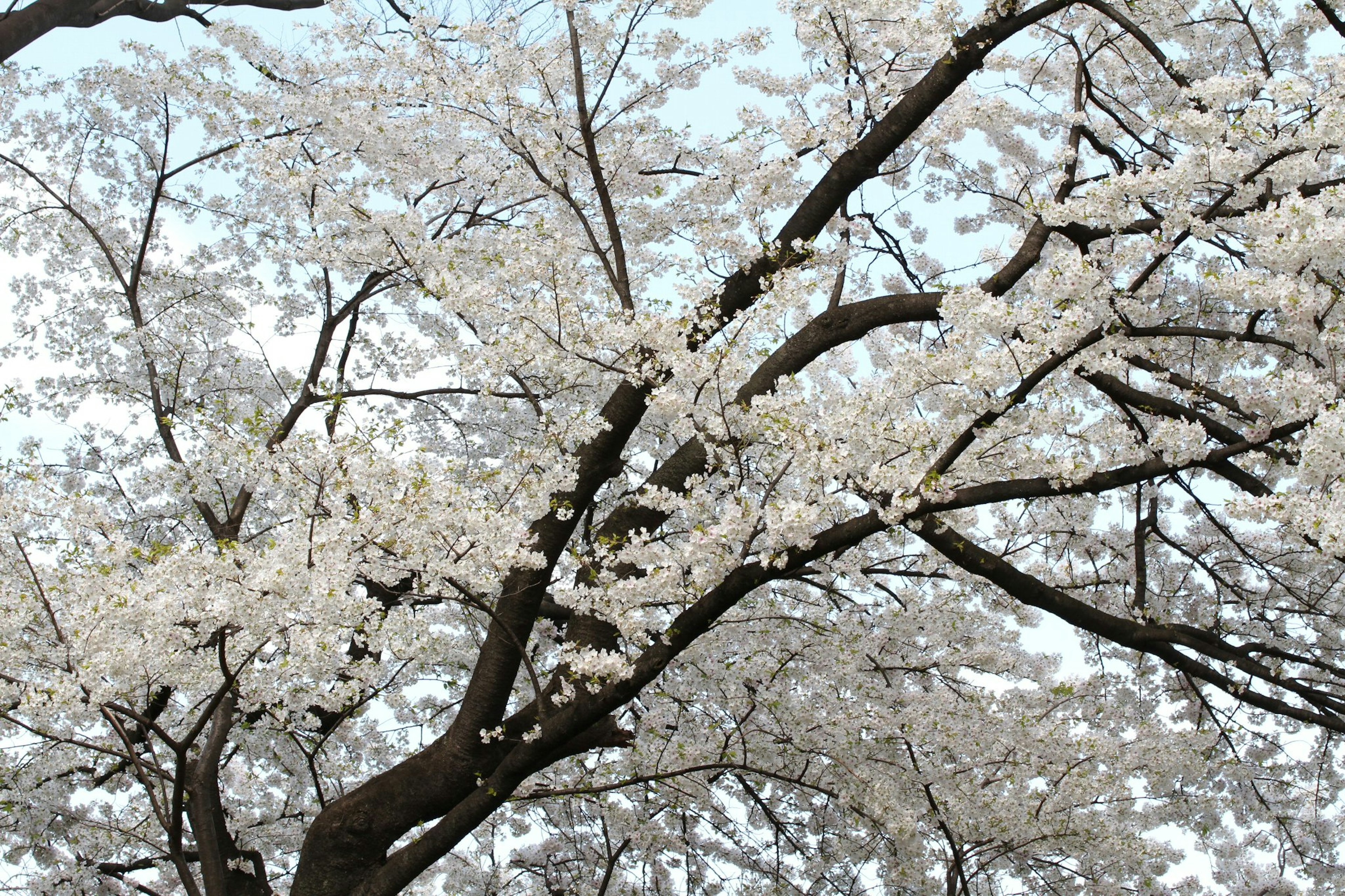 満開の桜の木の枝 白い花が咲いている春の風景