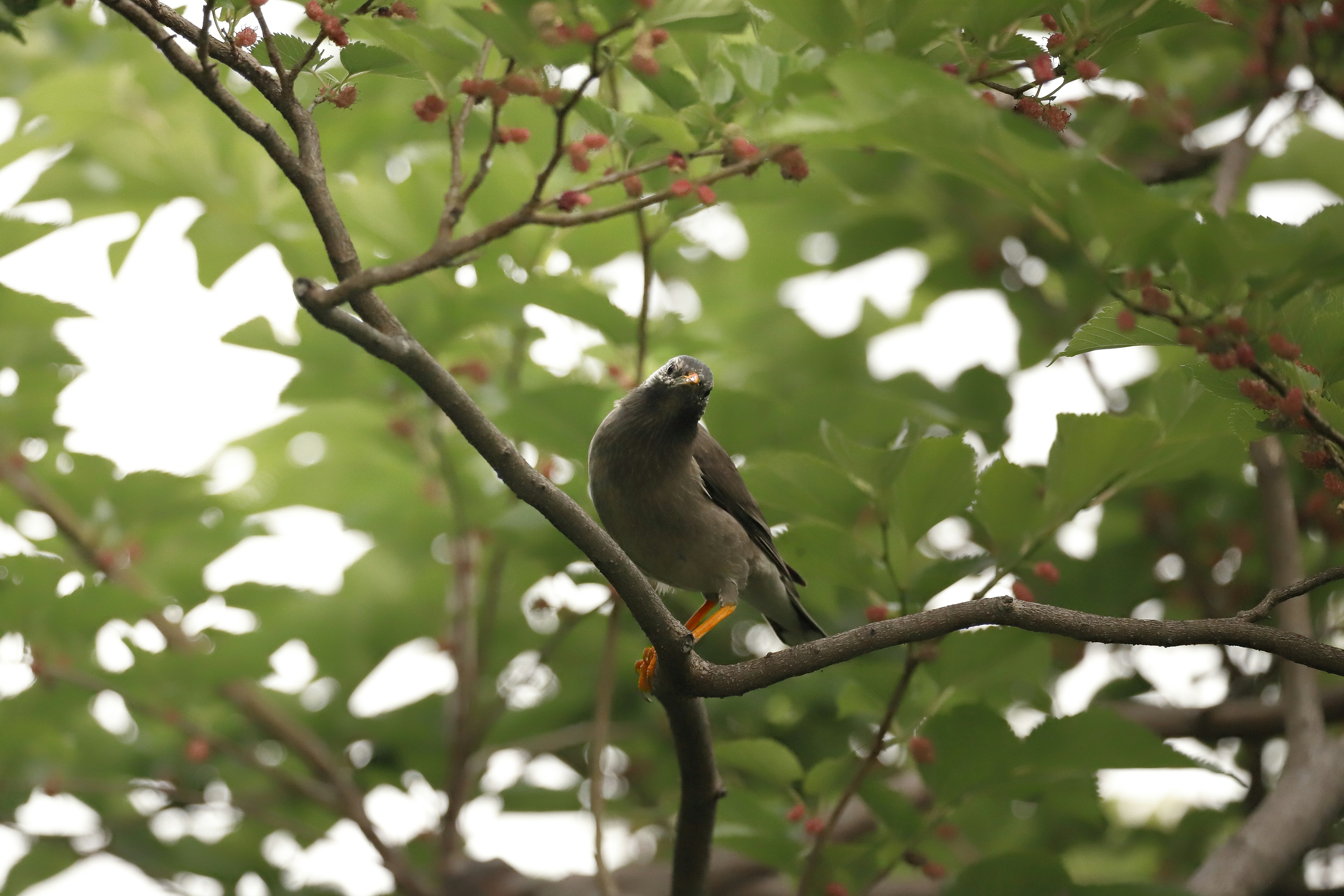 木の枝に止まる鳥 緑の葉に囲まれている