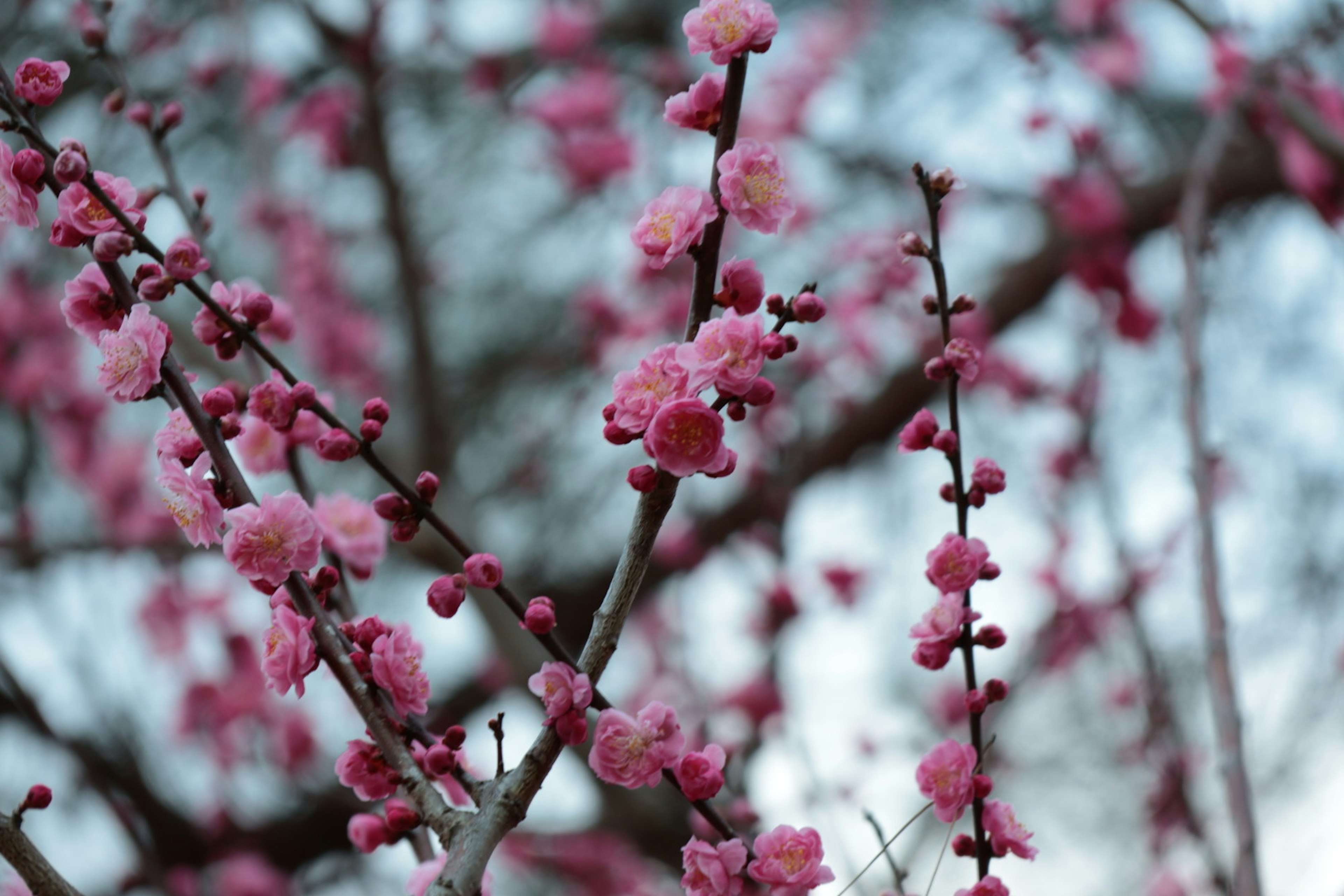 Branches of a plum tree with delicate pink blossoms