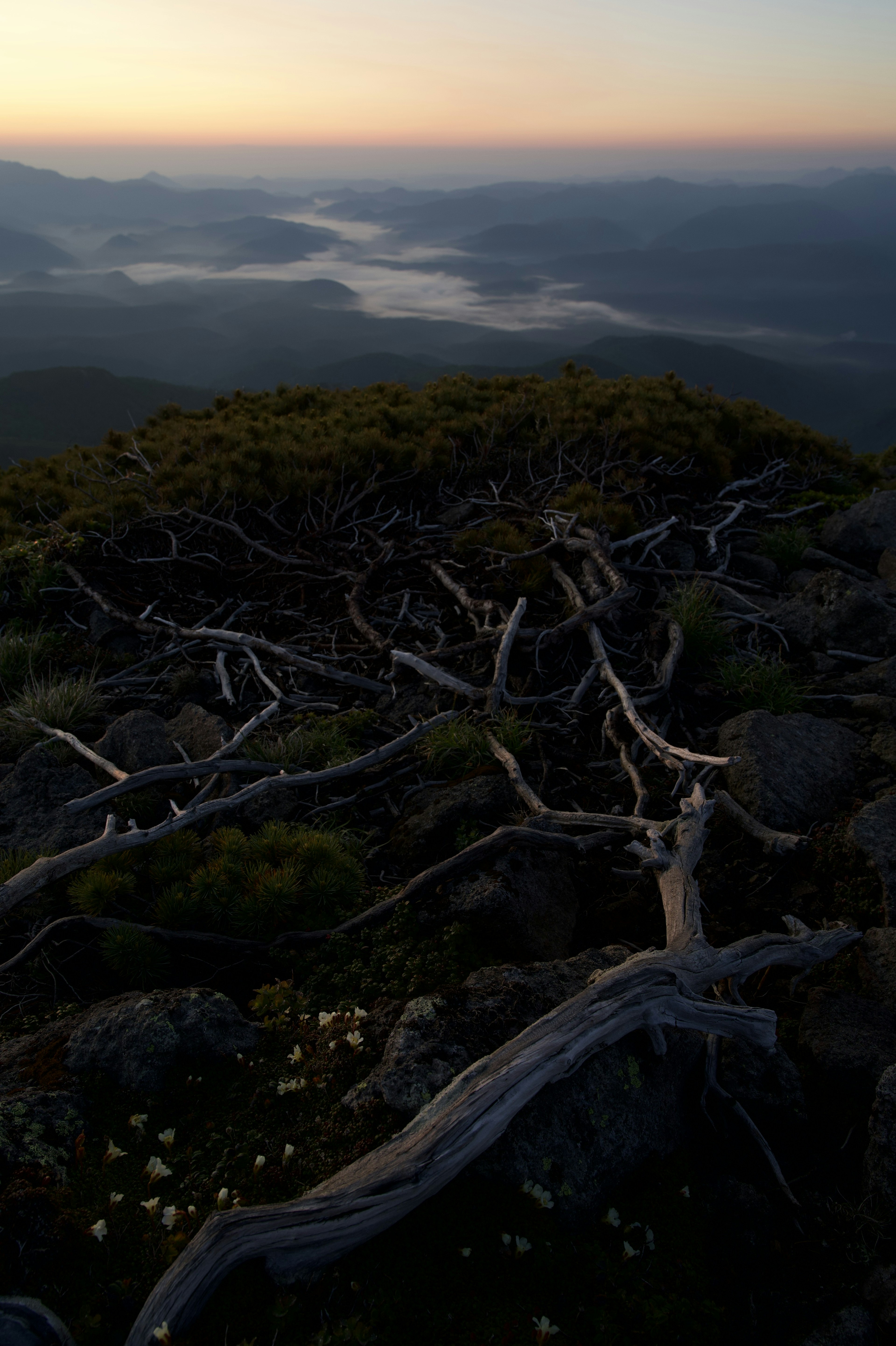 Vista panoramica da una vetta montuosa con radici d'albero contorte e terreno roccioso al crepuscolo