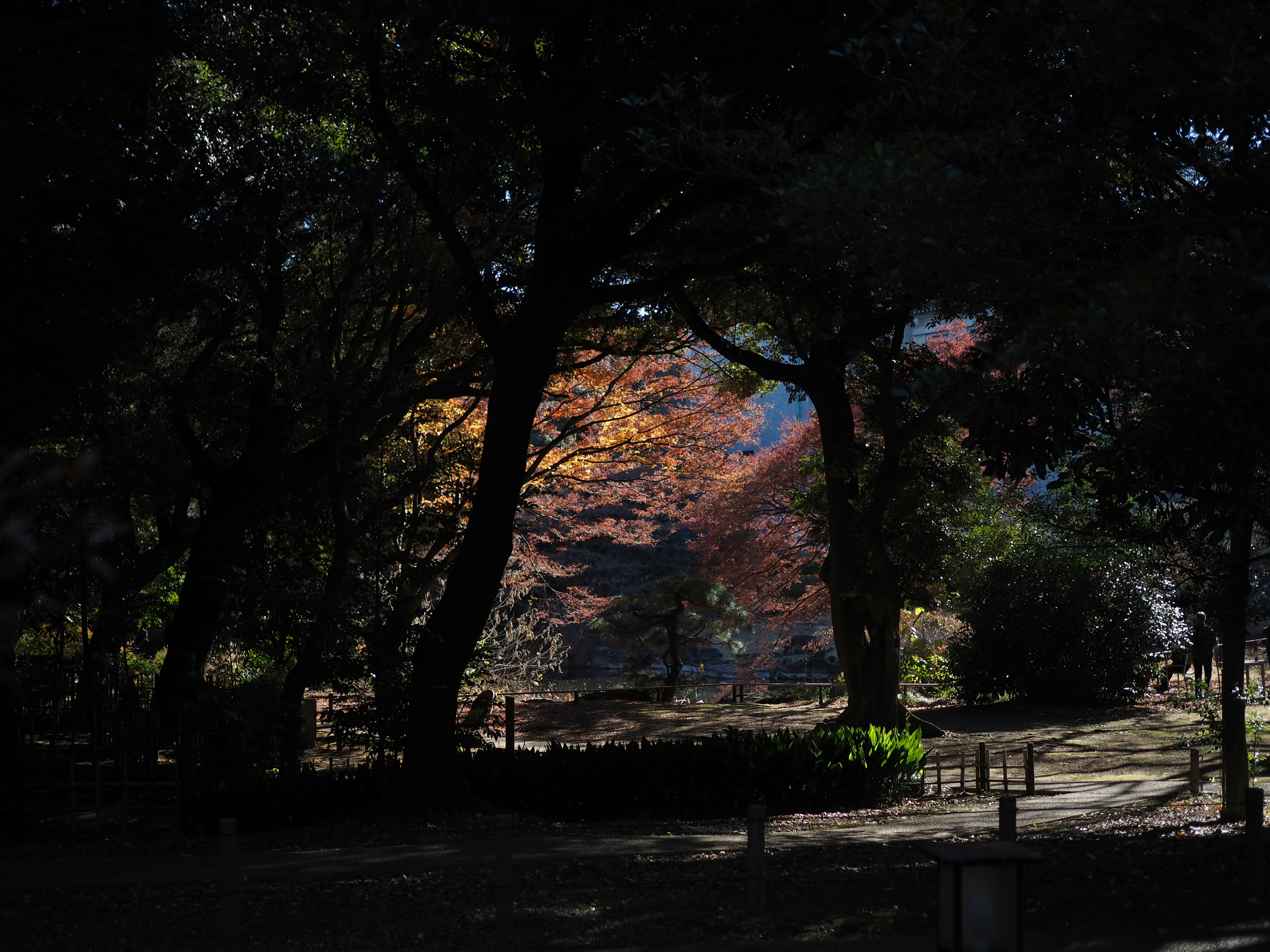 Vista de follaje de otoño a través de los árboles en un parque