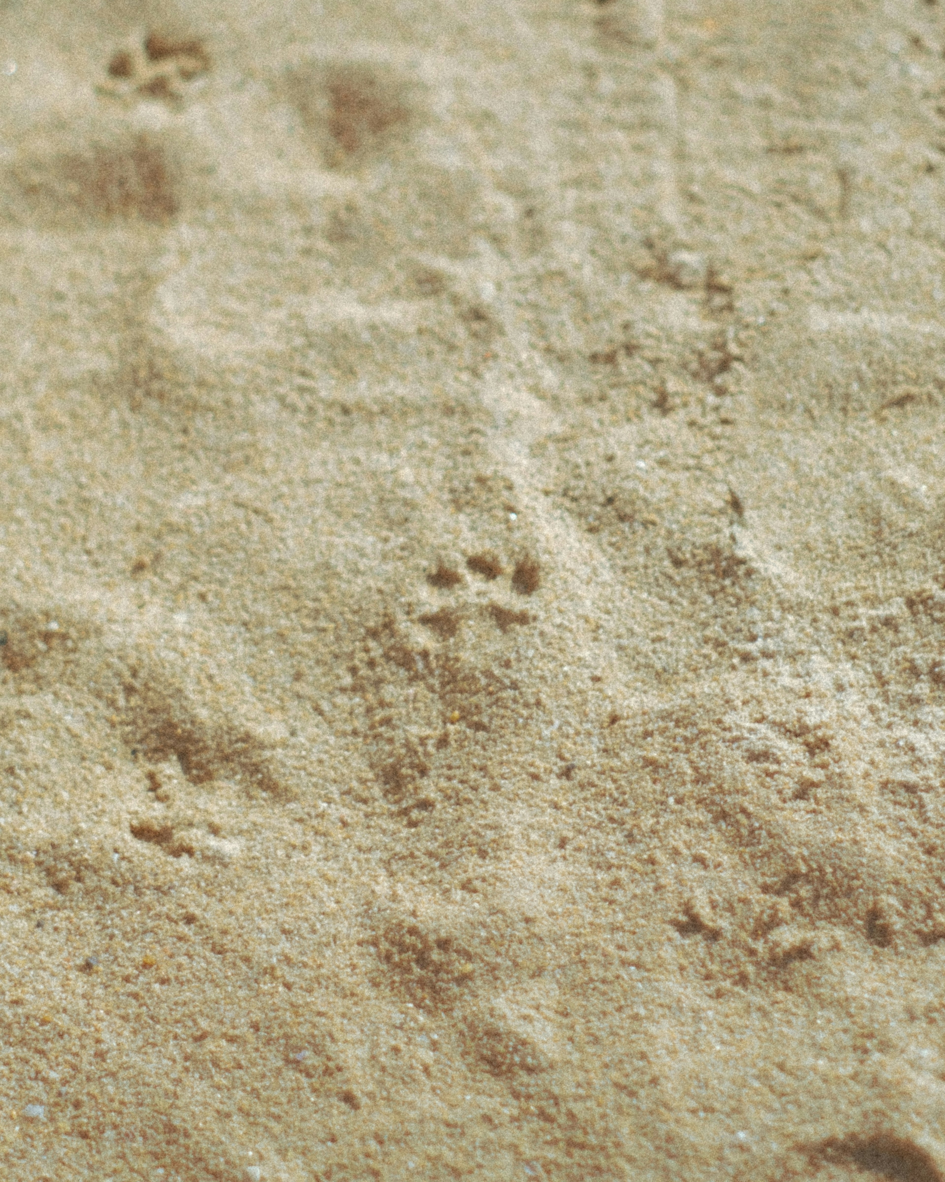 Close-up of animal paw prints on sandy ground