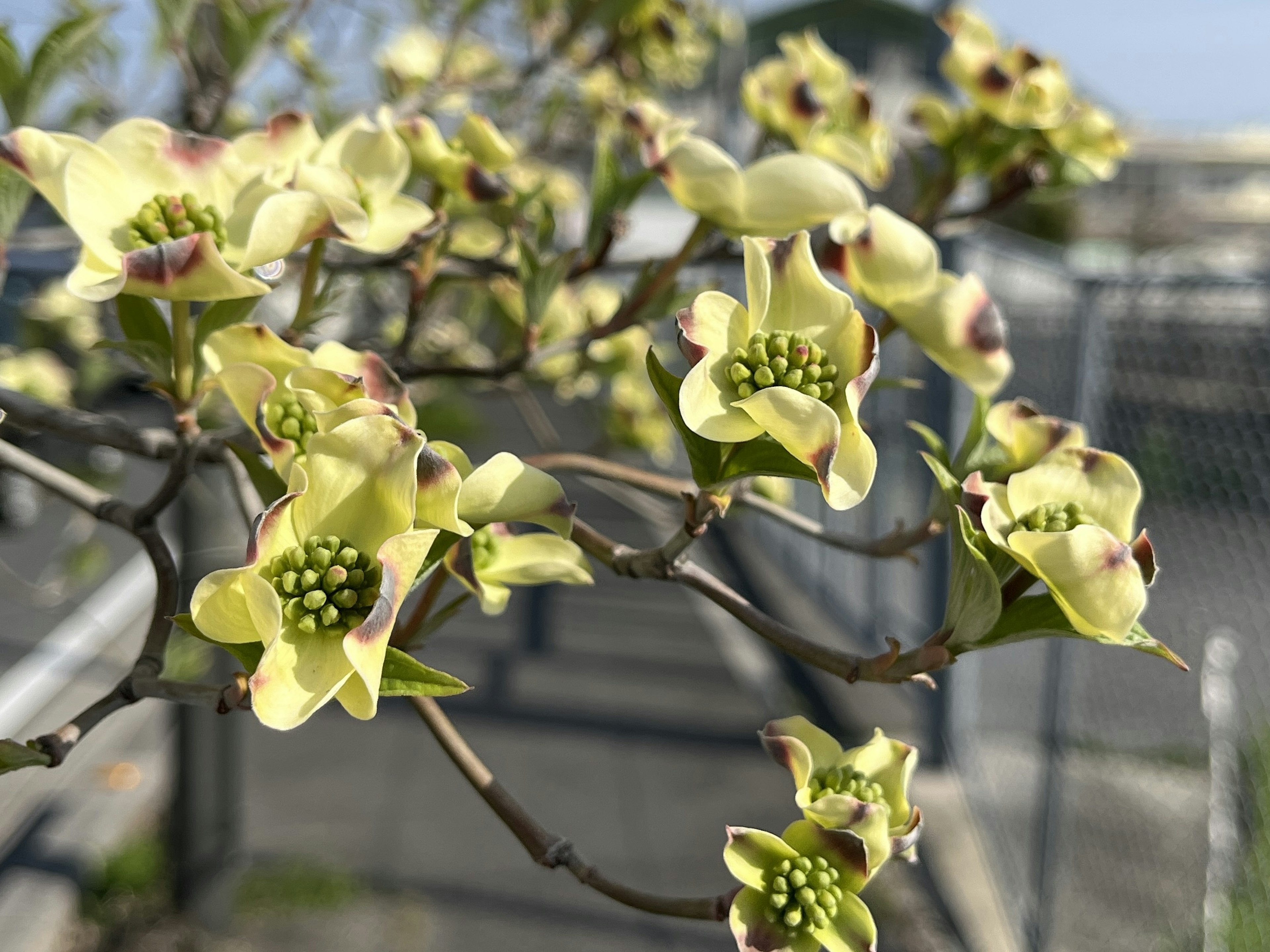 花が咲いている枝のクローズアップ 緑がかった黄色の花びらと特徴的な中心