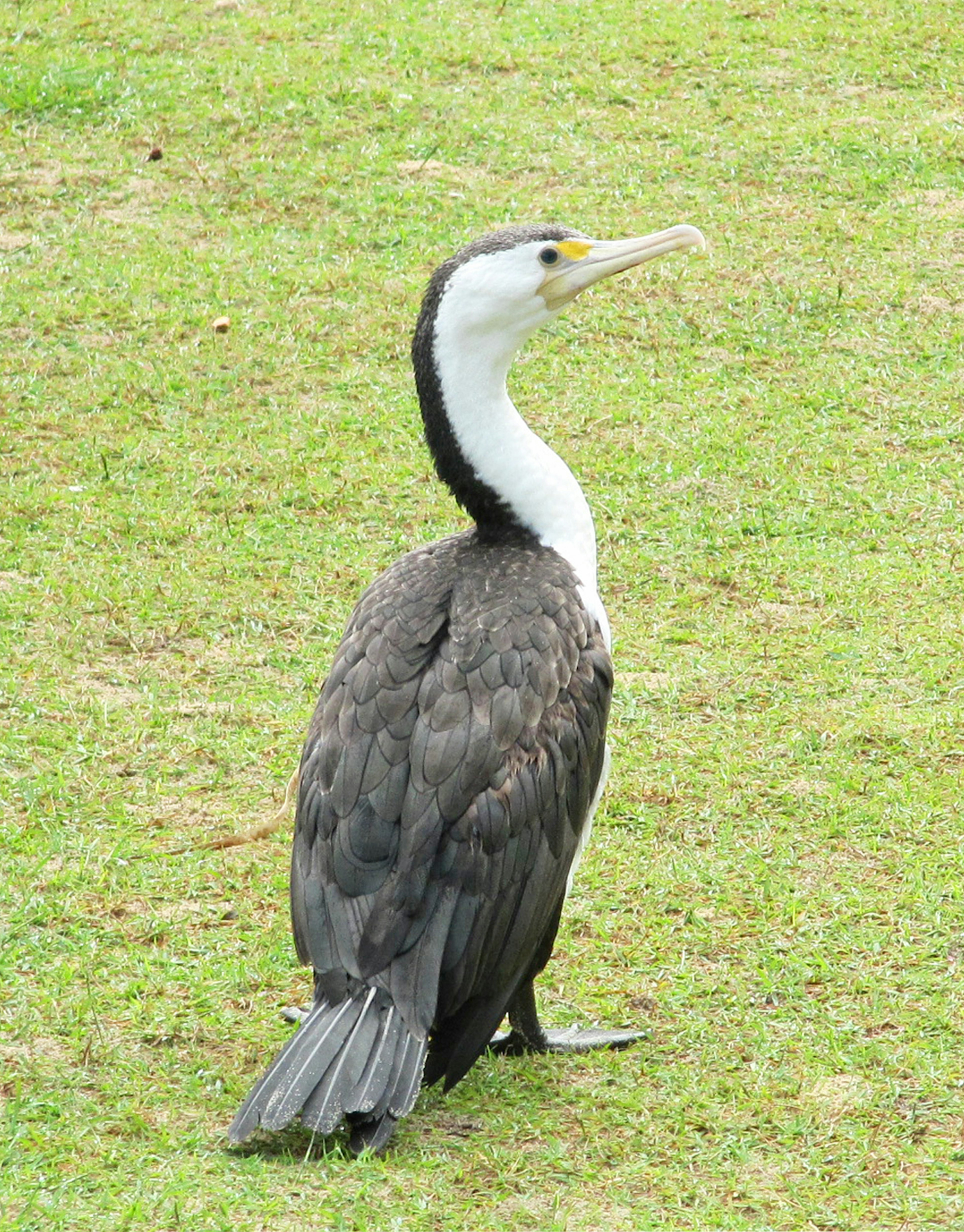 Perfil lateral de un cormorán de pie sobre la hierba