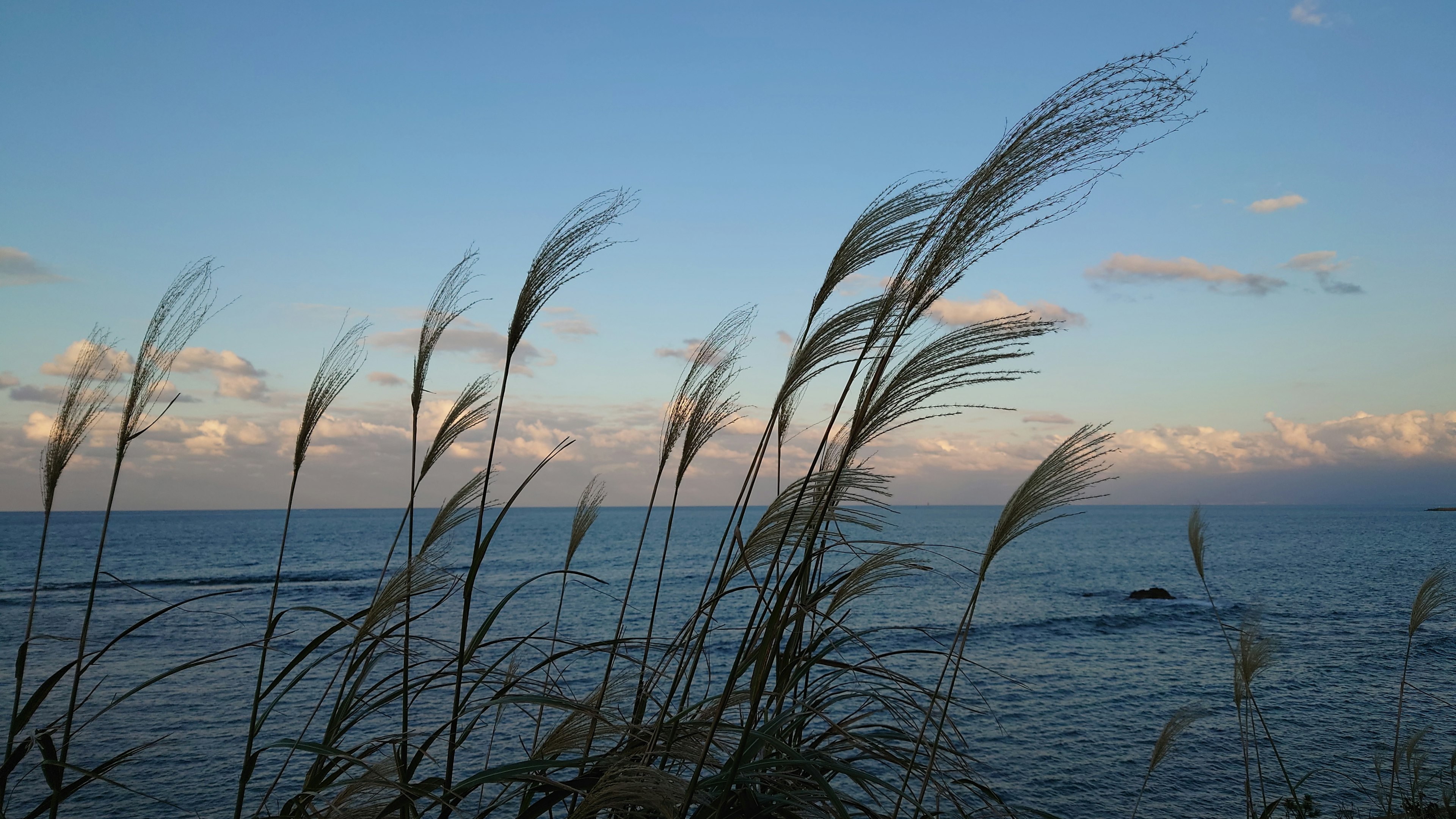 Brins d'herbe ondulant contre une mer calme et un ciel bleu