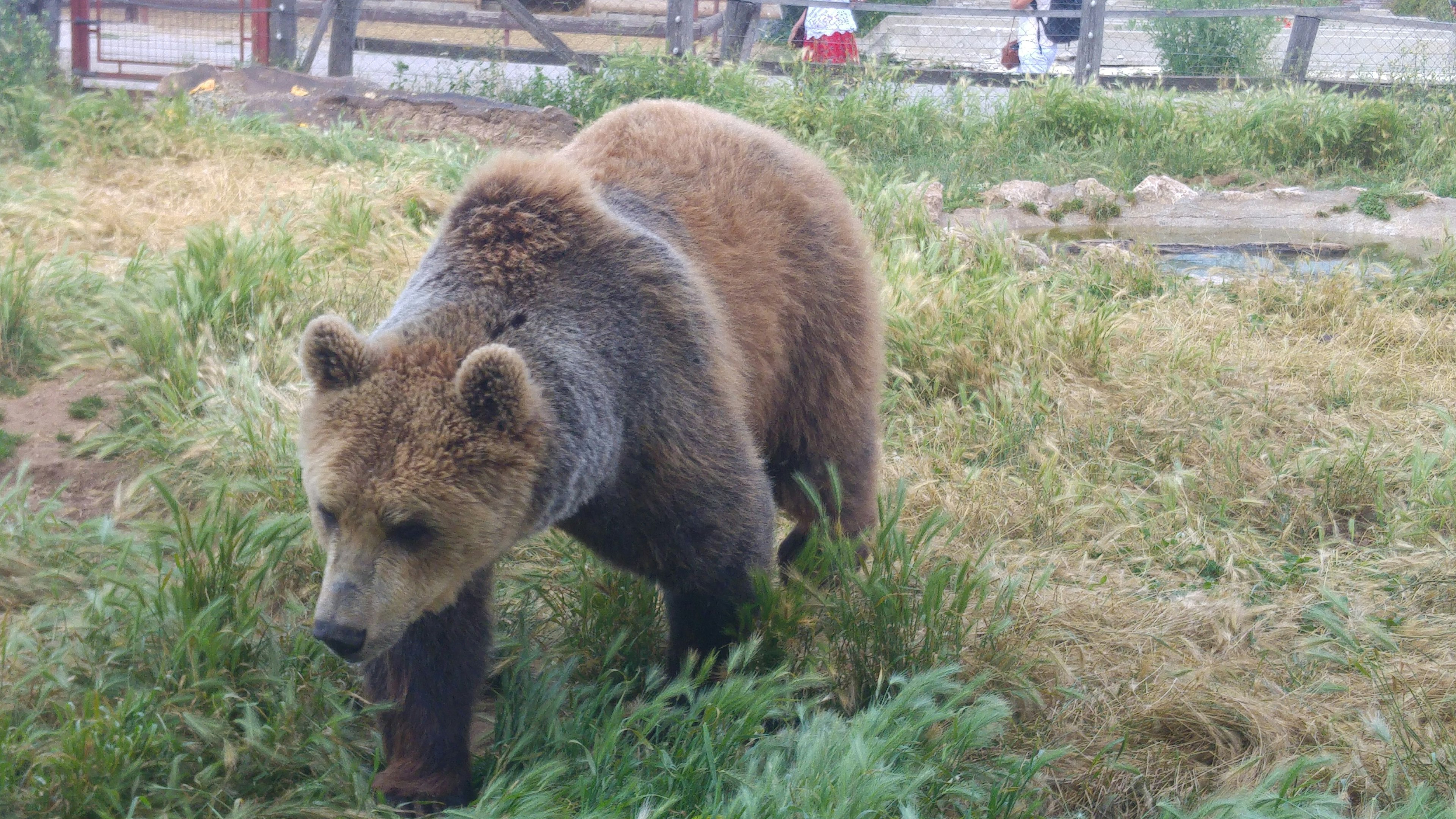 Un oso pardo caminando por la hierba