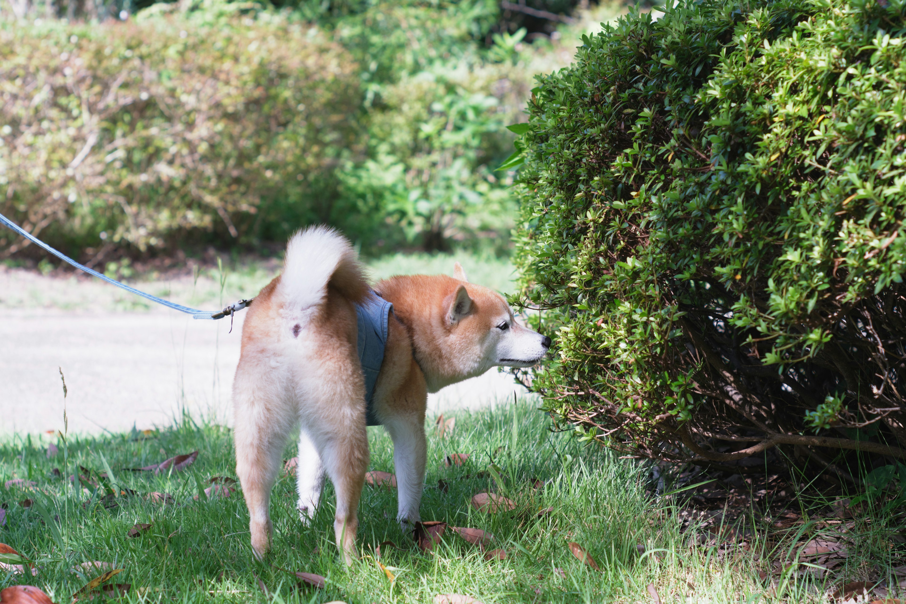 Dog sniffing a bush in a grassy area