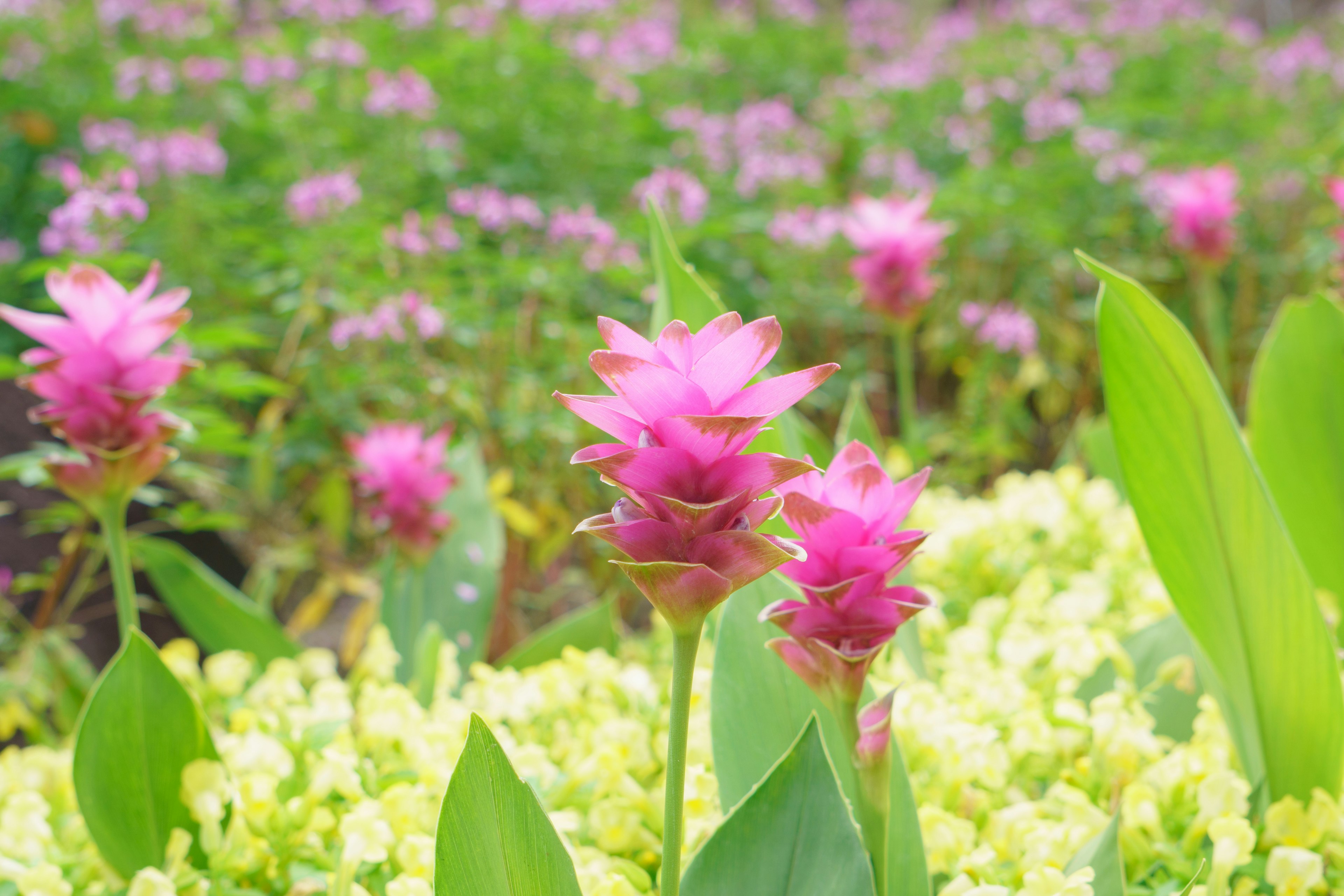 色とりどりの花が咲く風景にピンクの花が目立つ