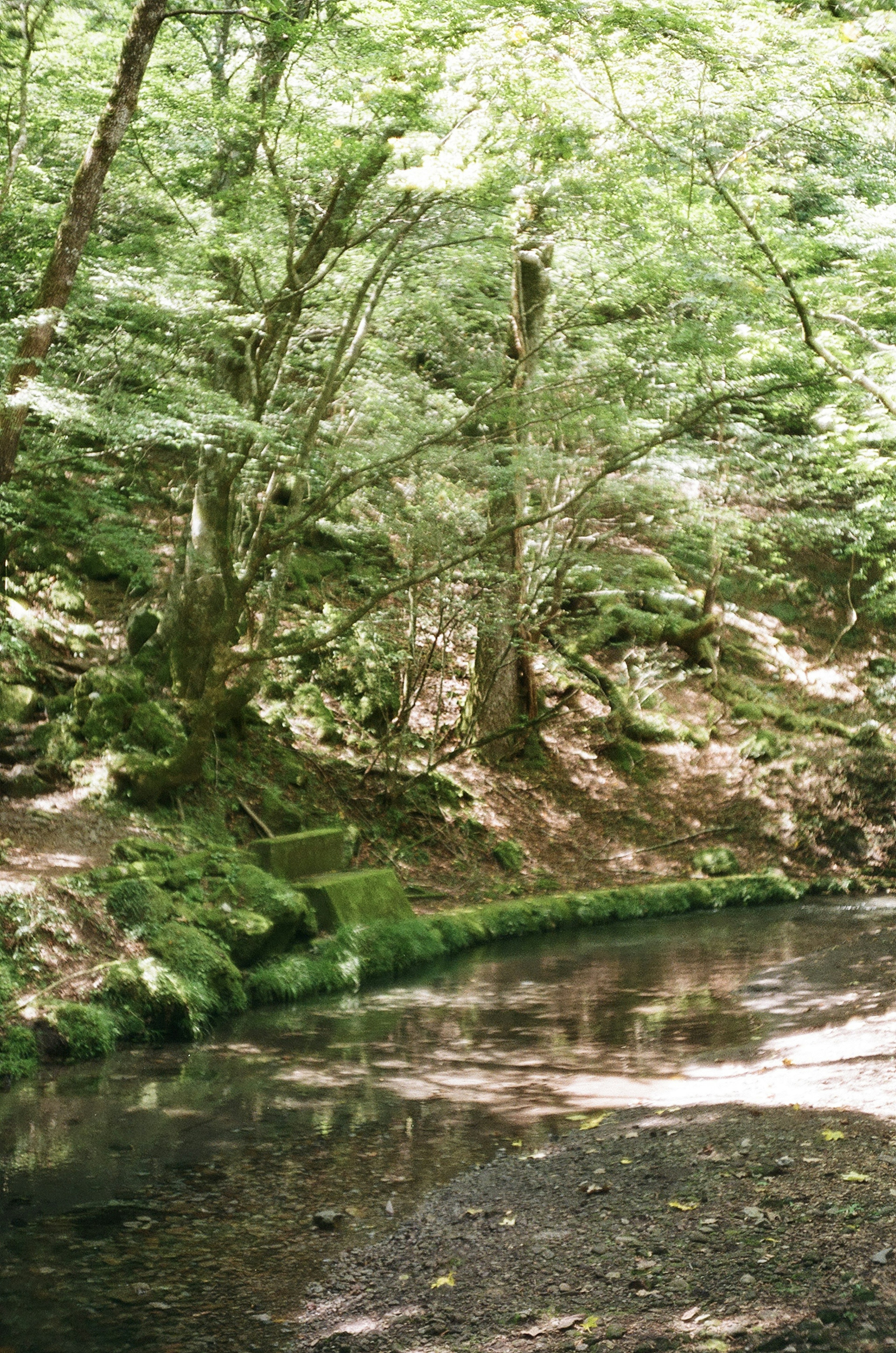 緑豊かな木々に囲まれた静かな小川の風景