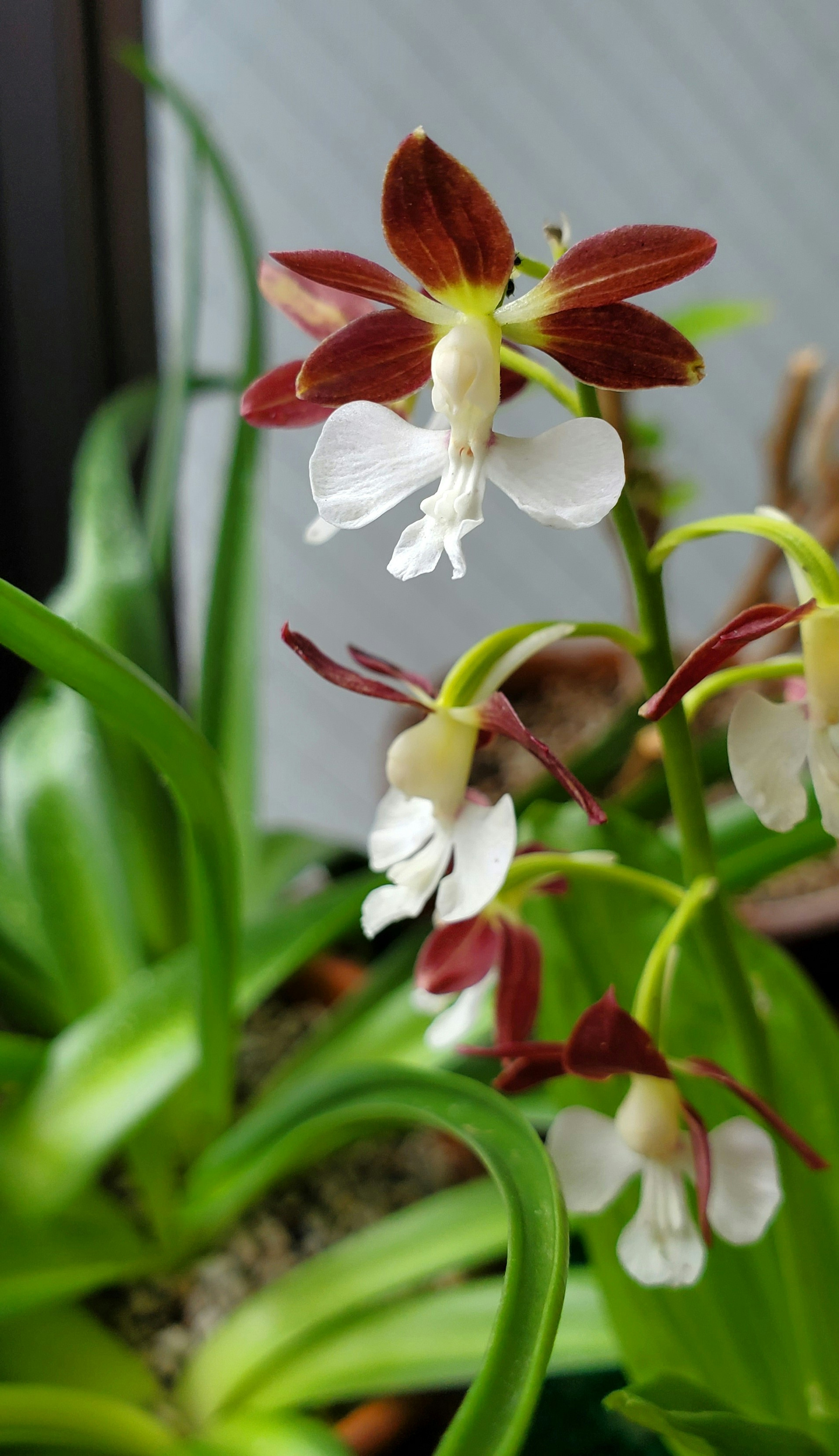 Acercamiento de una planta de orquídea con flores rojas y blancas