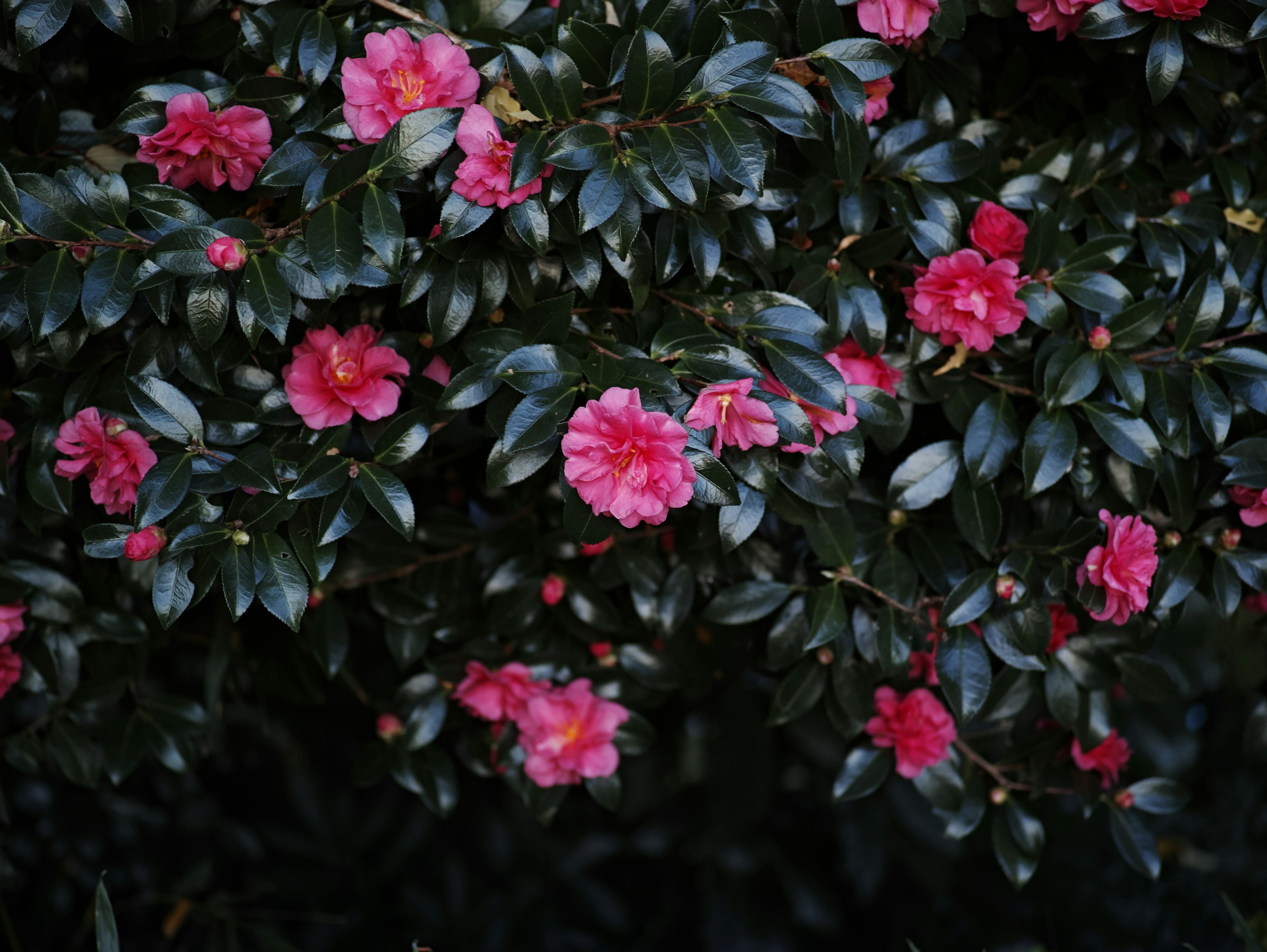 Nahaufnahme von rosa Blumen umgeben von grünen Blättern