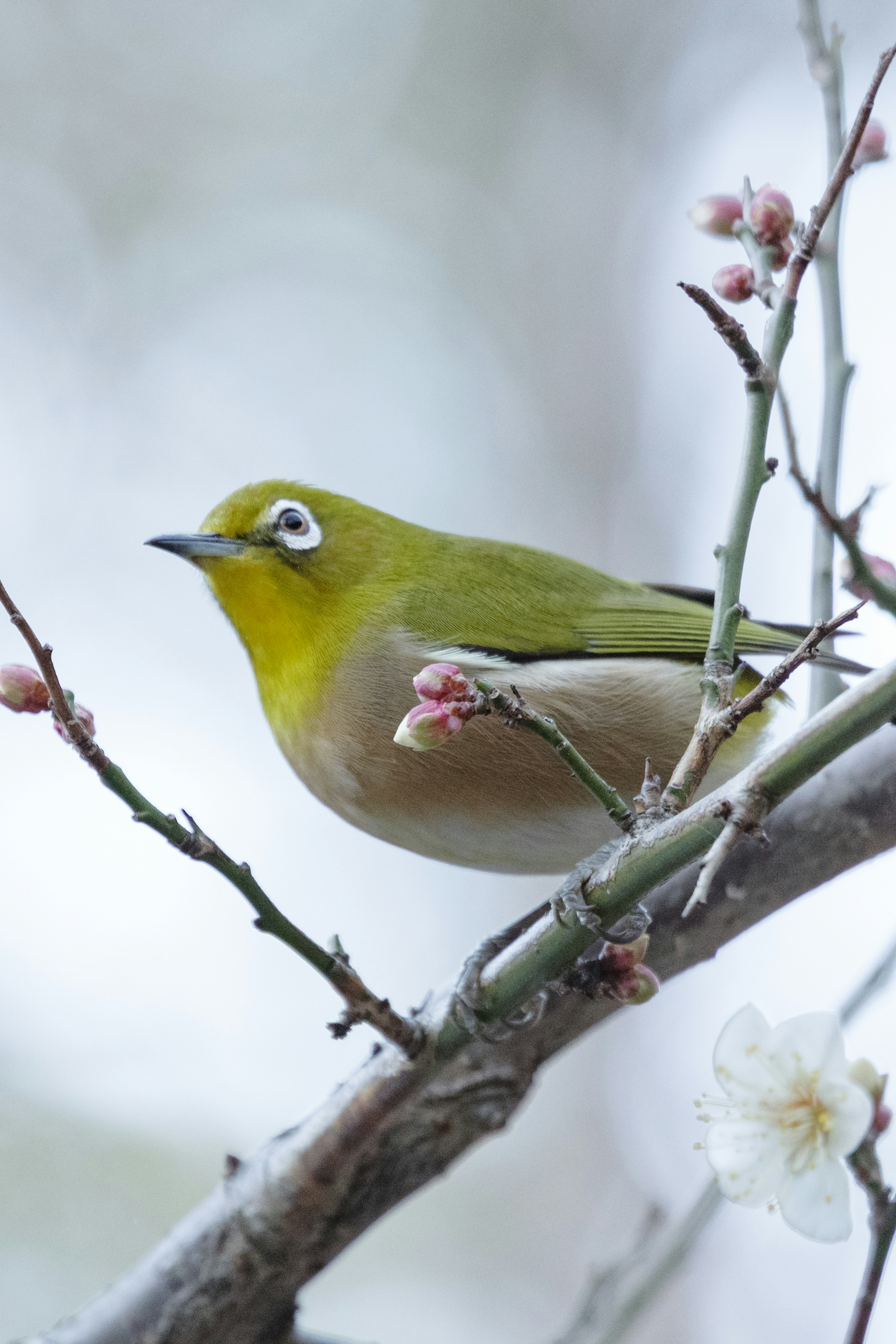 A Japanese white-eye perched on a plum blossom branch with green feathers and white eye markings