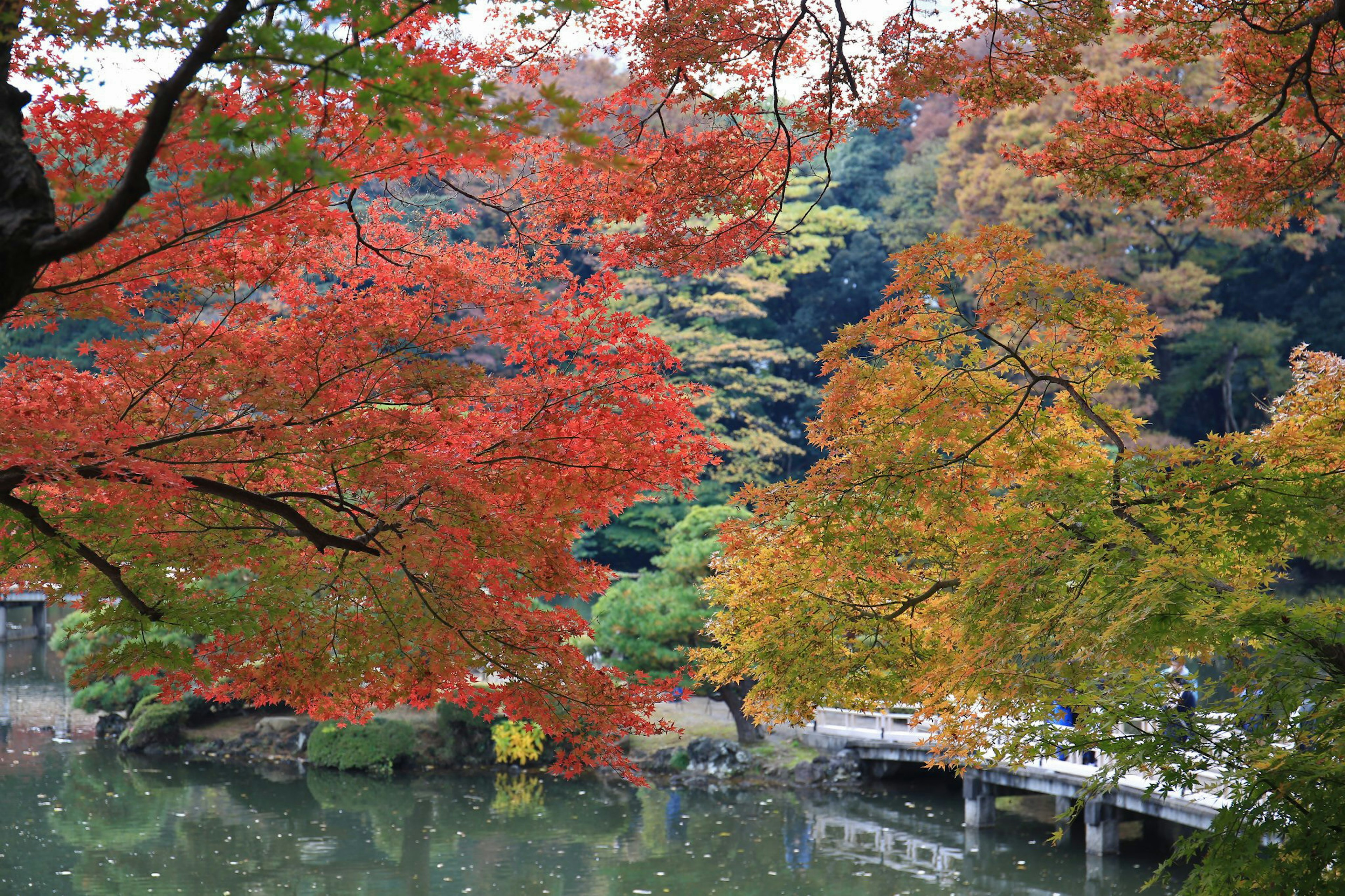 Bellissimo fogliame autunnale riflesso in uno stagno sereno