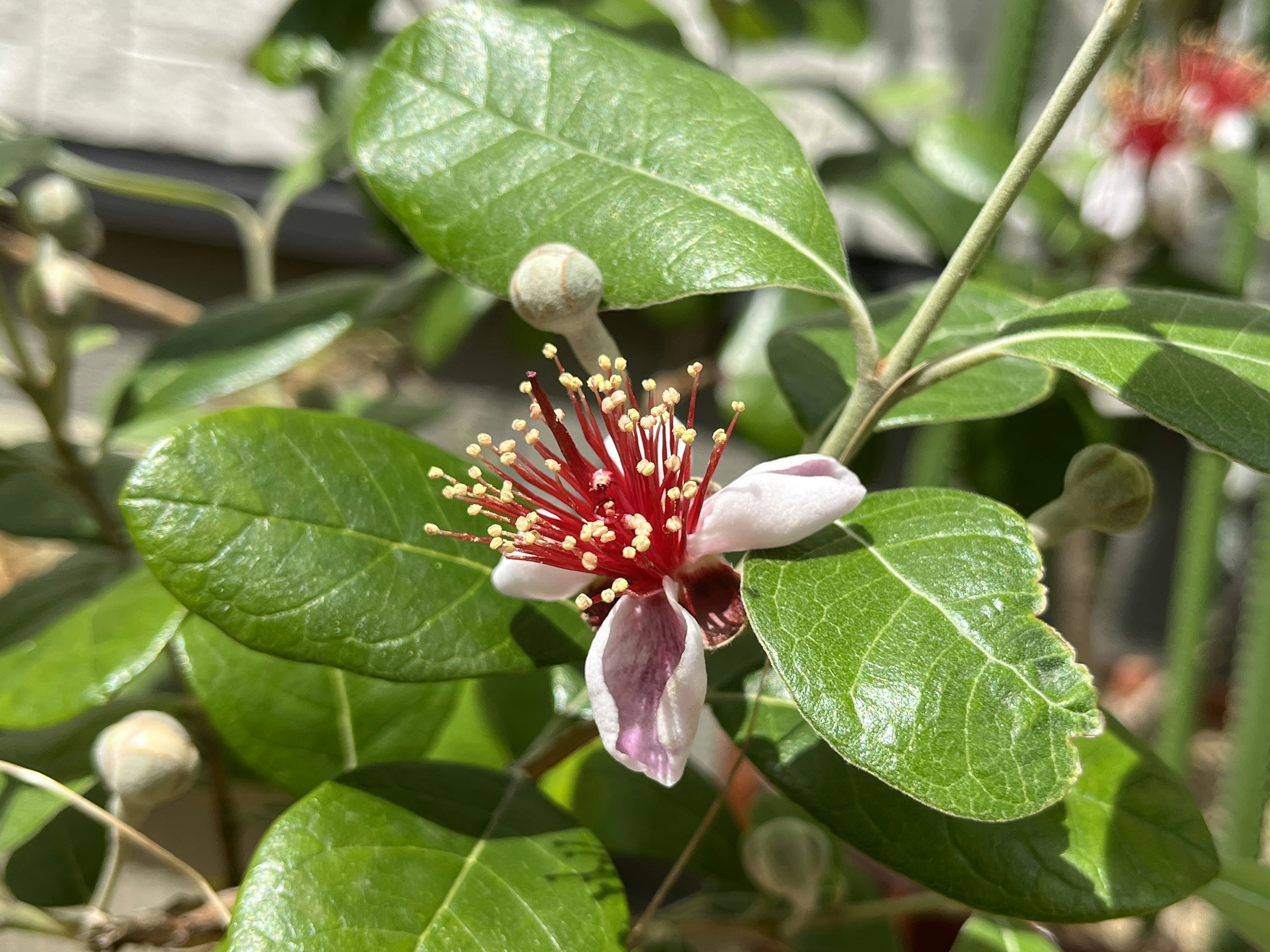 特写植物，带有红色花朵和绿色叶子