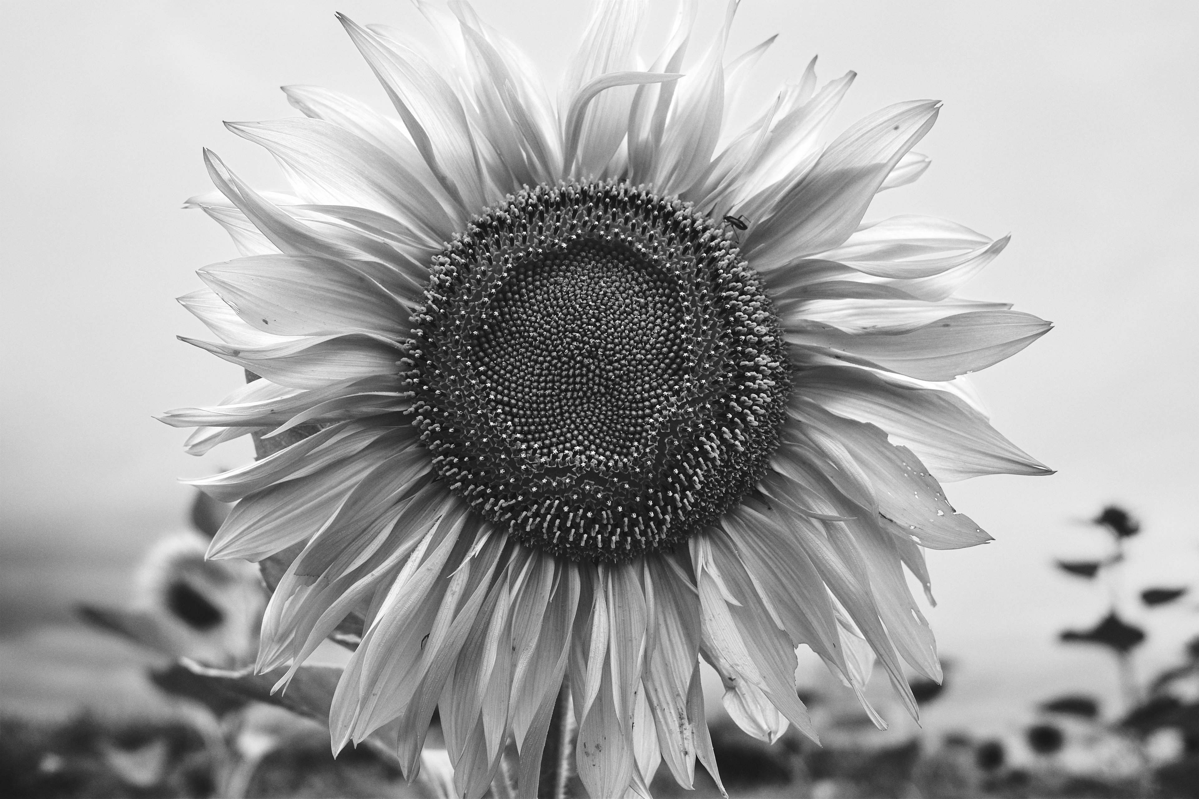 Gros plan d'un tournesol monochrome avec des pétales doux et un centre riche en graines