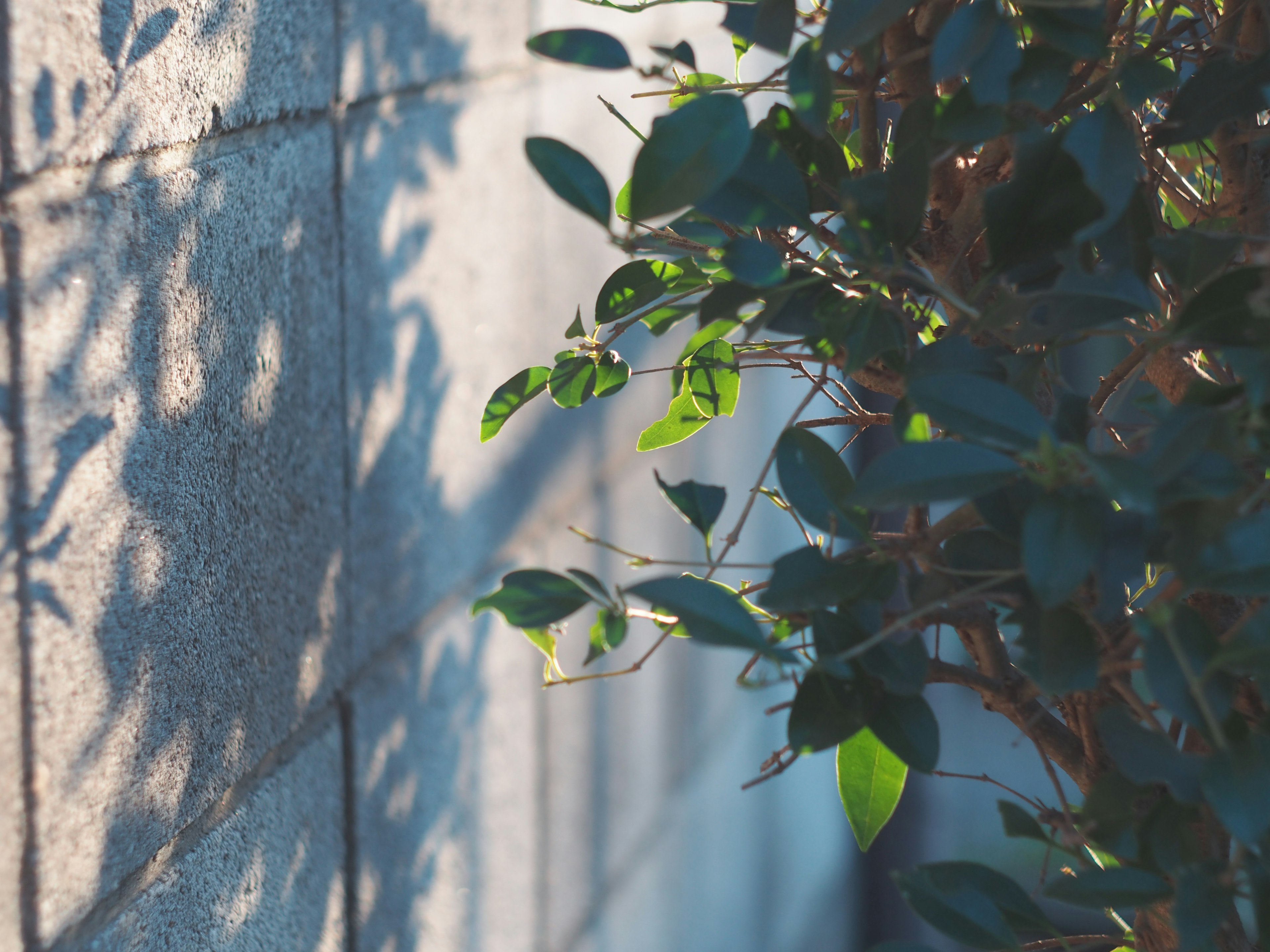 Hojas de planta proyectando sombras en una pared texturizada