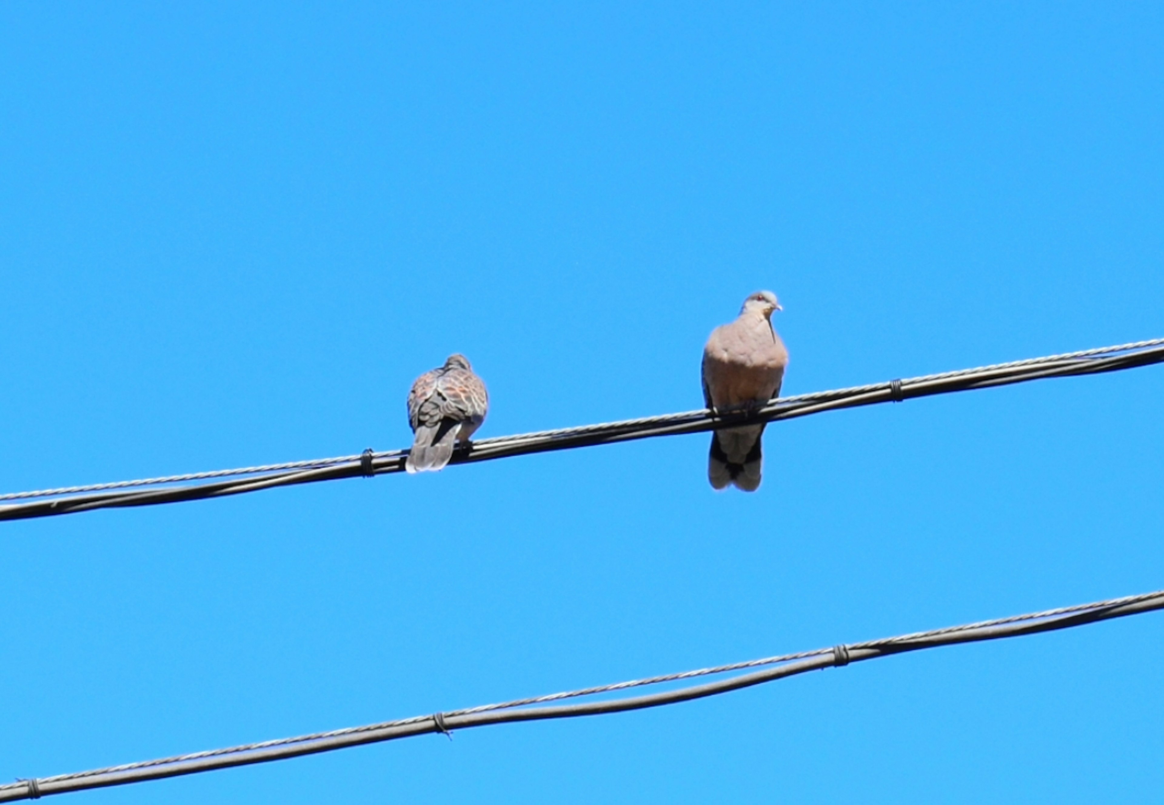 Dua burung bertengger di atas kabel listrik di bawah langit biru