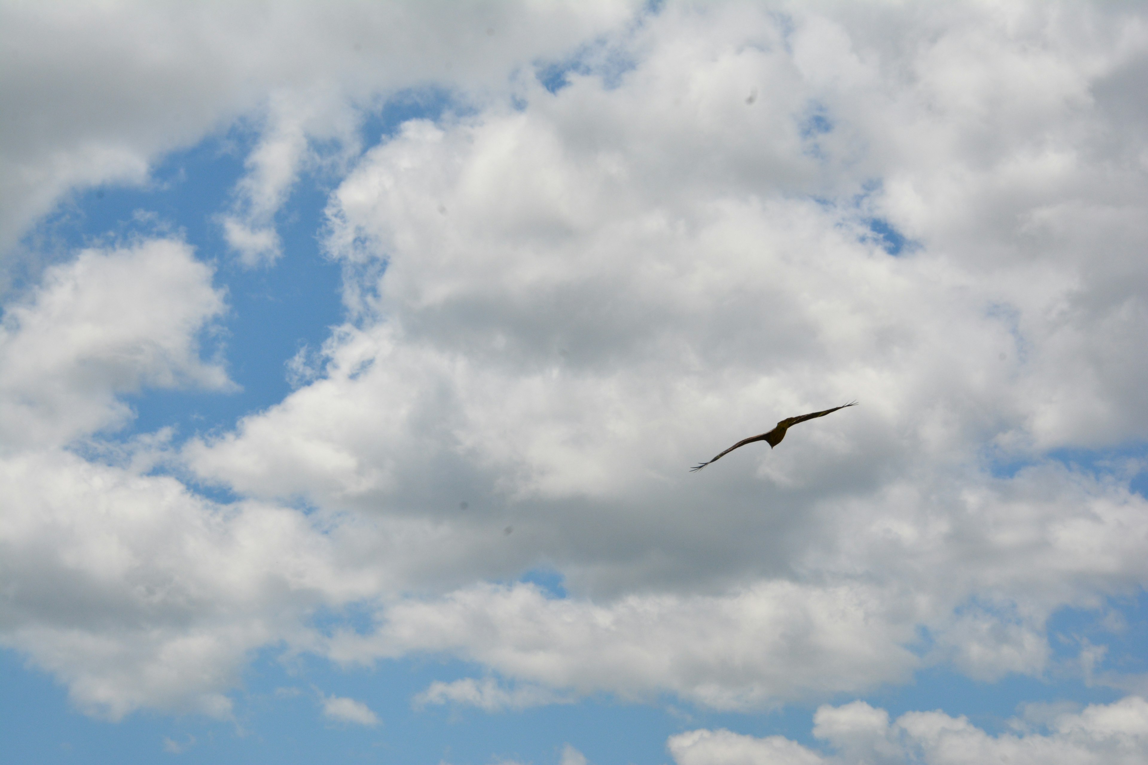 A bird flying in a blue sky with fluffy white clouds