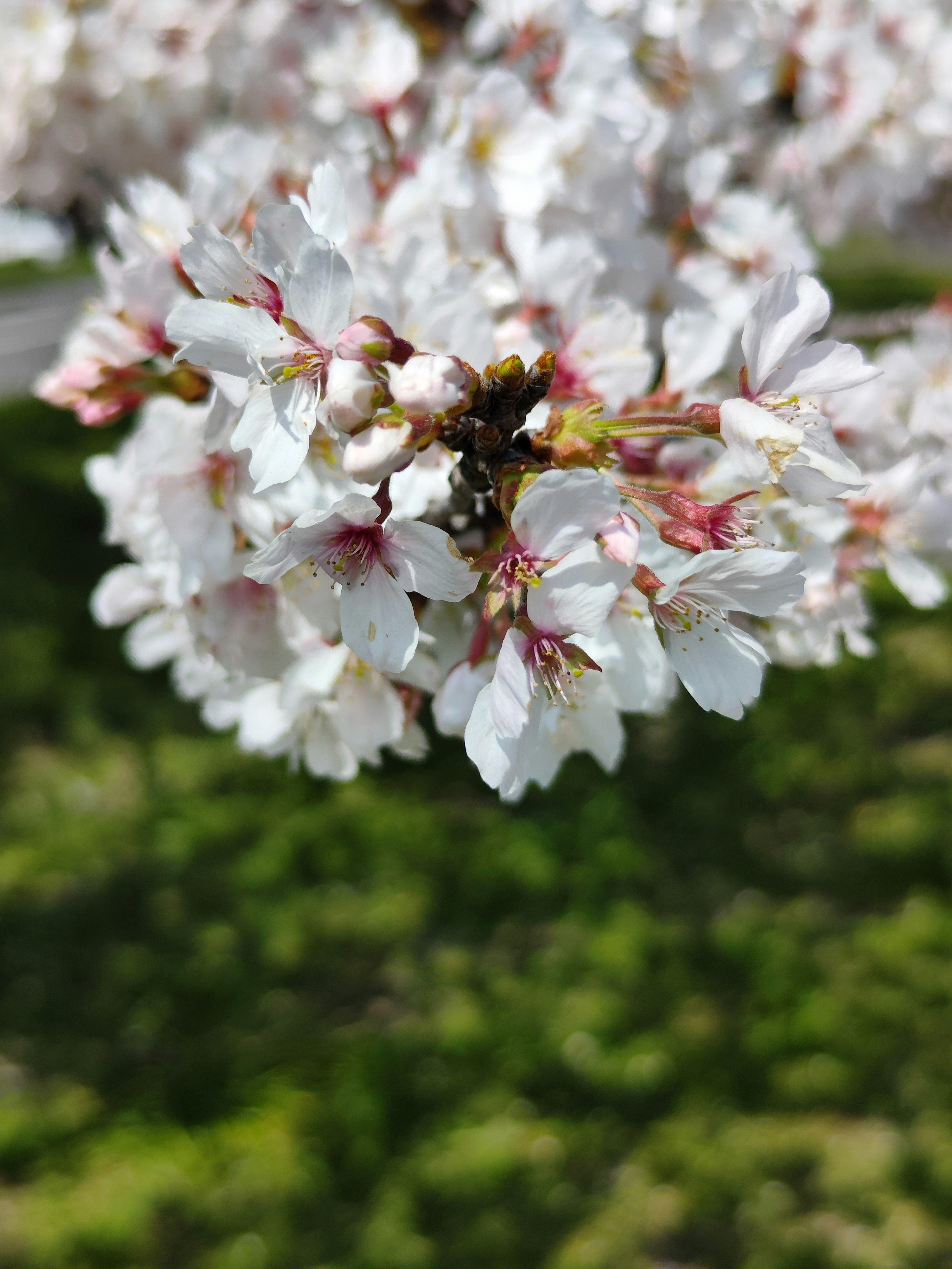 Close-up bunga sakura putih dengan latar belakang hijau