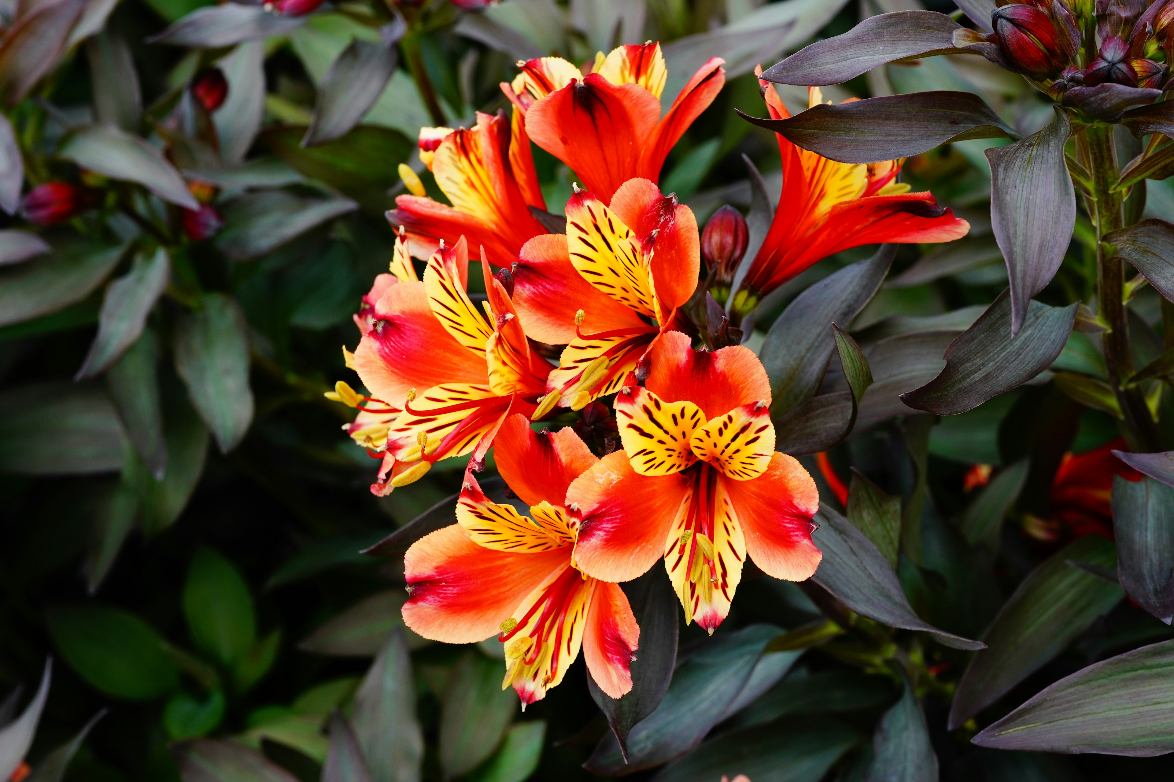 Vibrant orange and yellow flowers blooming among dark leaves