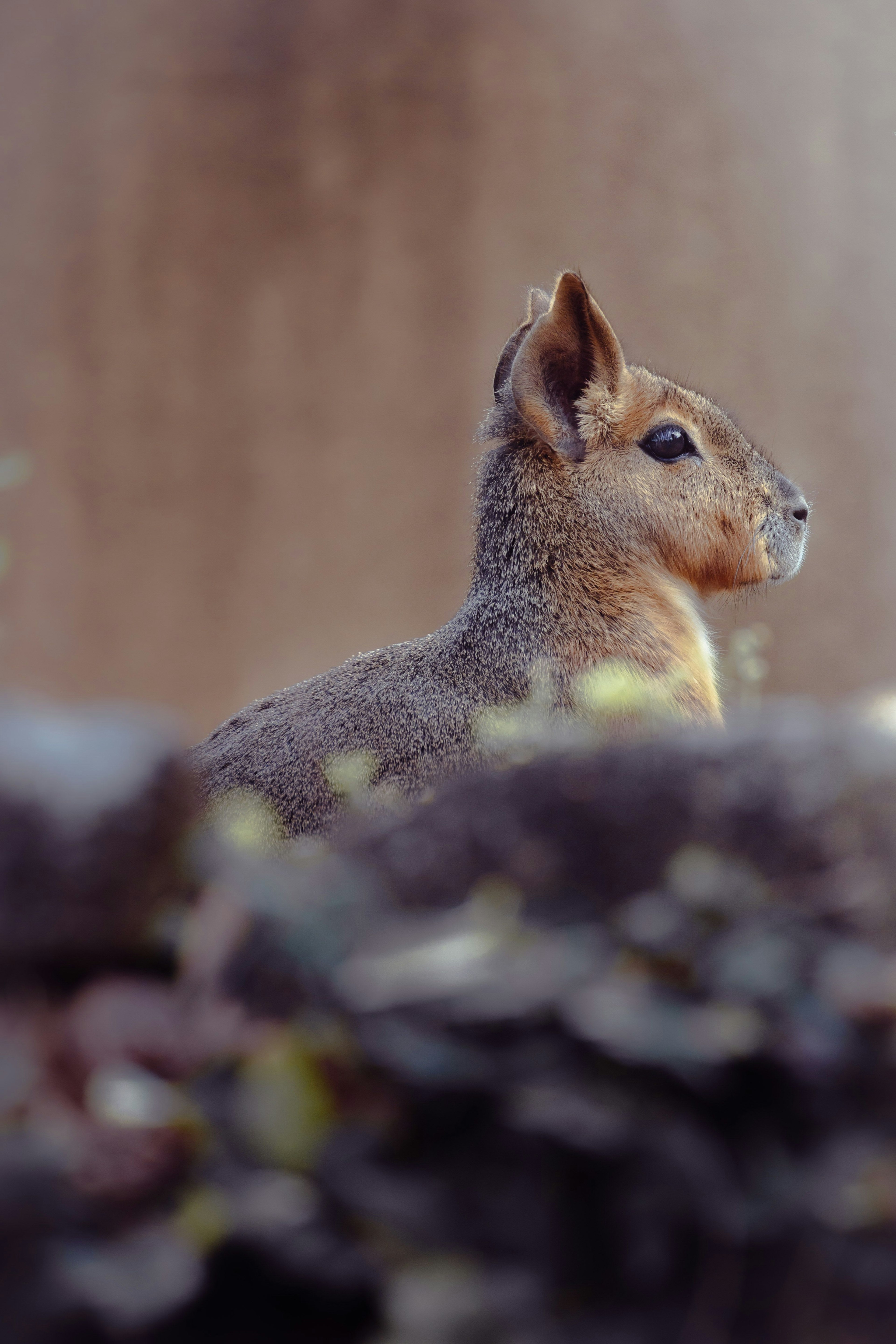Profile view of a small animal with soft fur background is blurred