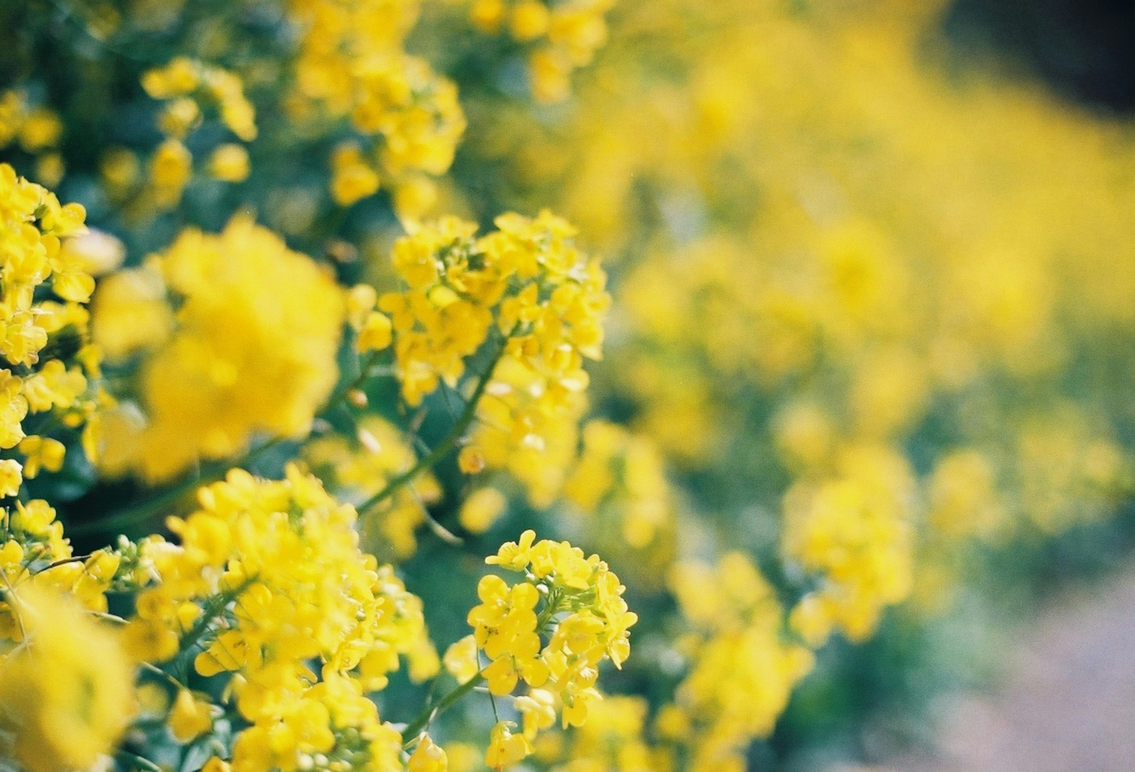 Feld mit hellgelben Blumen im Weichzeichner