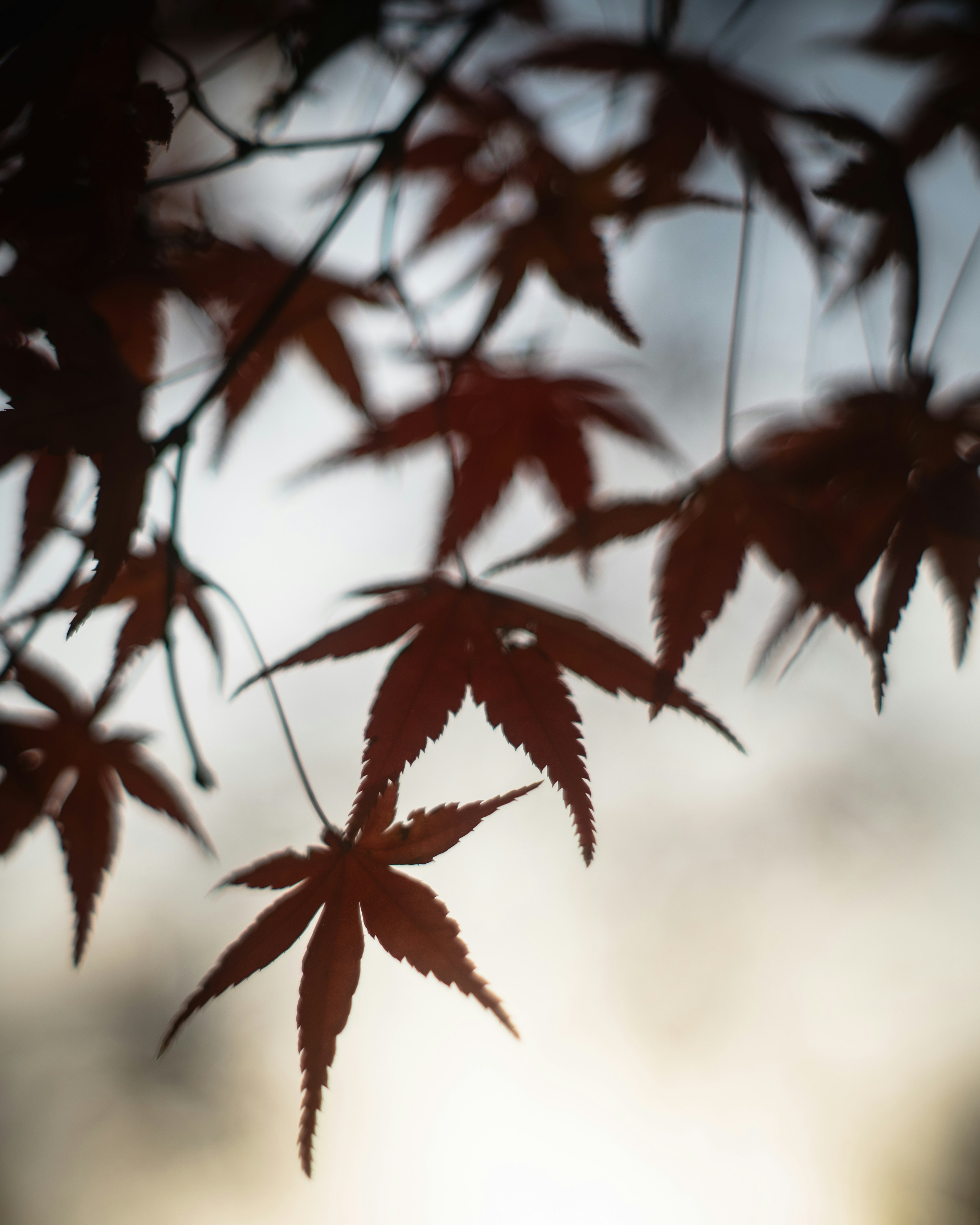 Silhouetted red maple leaves against a soft background