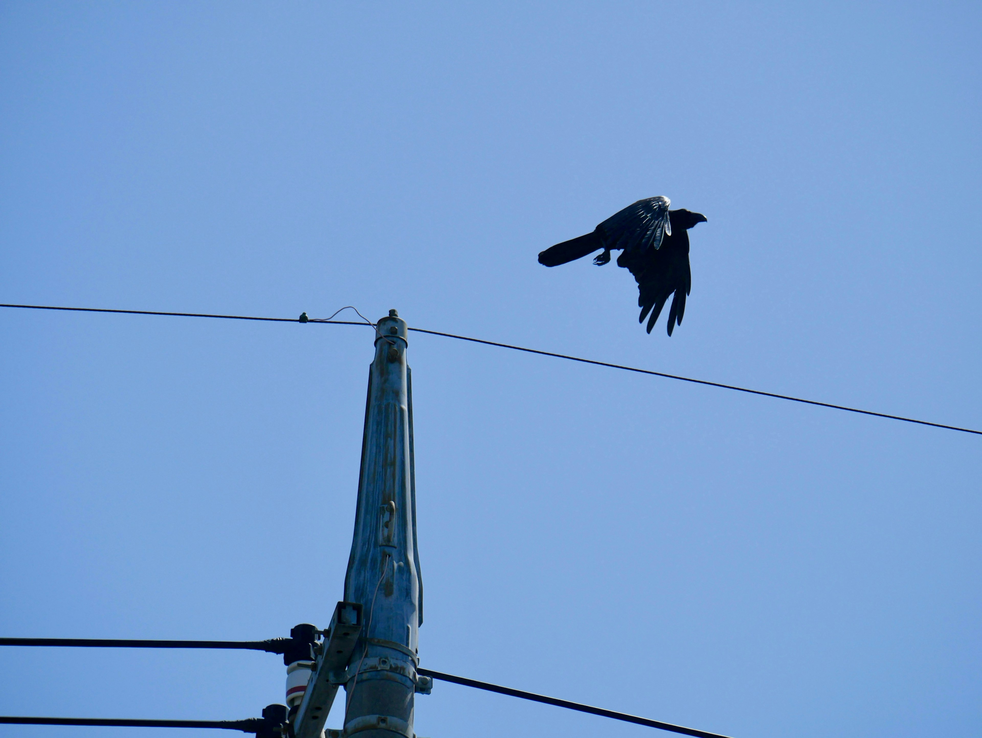 青空の中で電線の上を飛ぶ黒い鳥