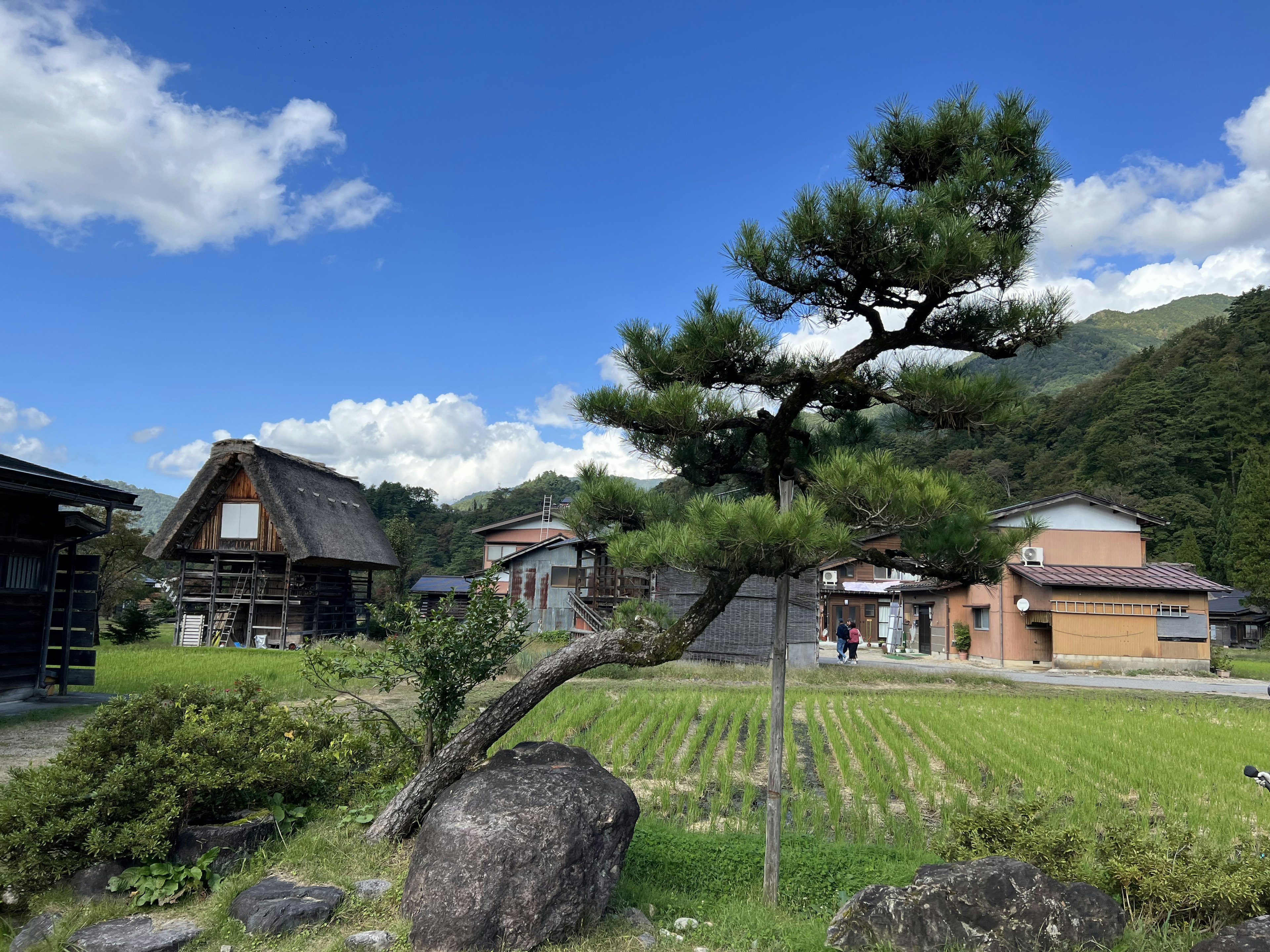 藍天下的傳統日本房屋和松樹