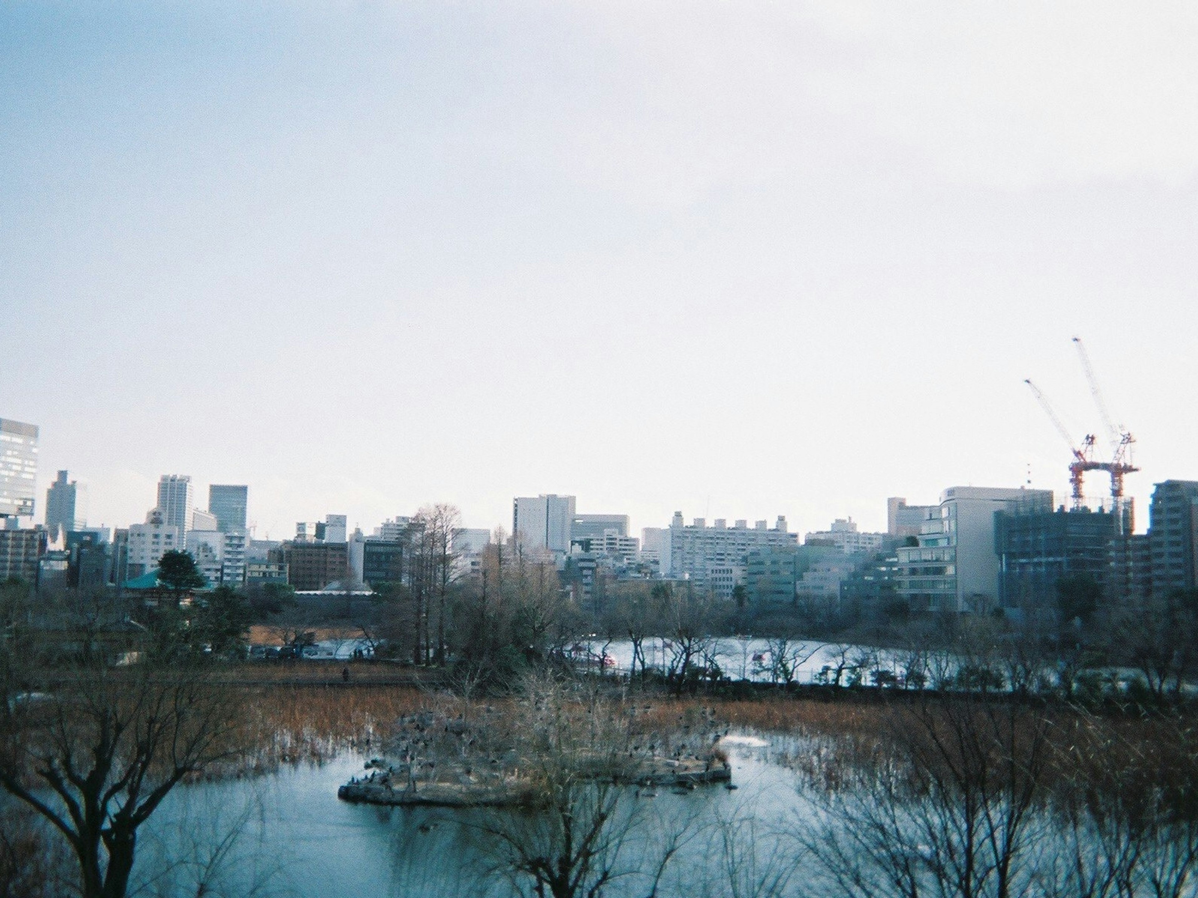 青空と都市の風景を背景にした池の景色