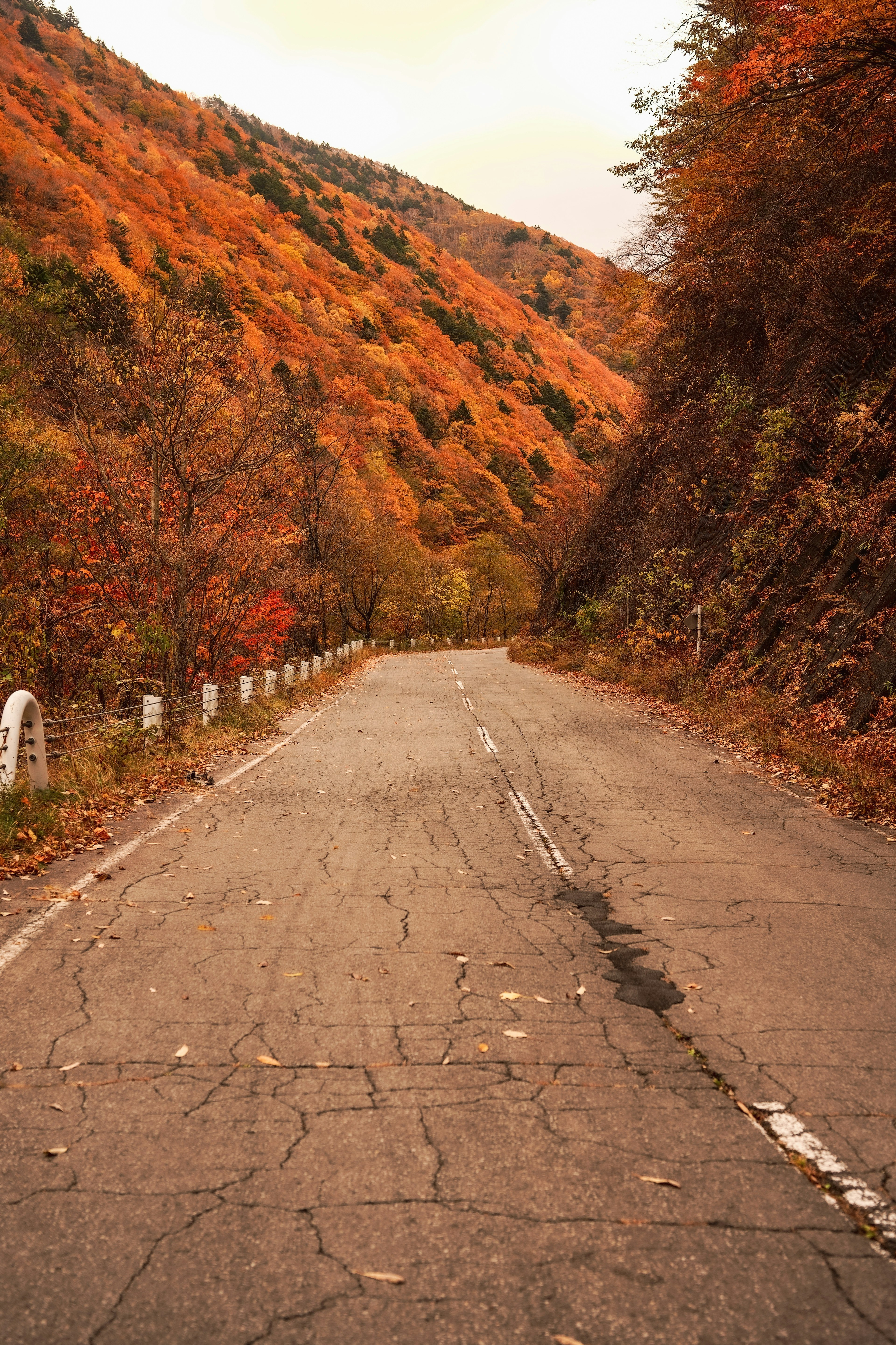 Camino montañoso pintoresco bordeado de follaje otoñal