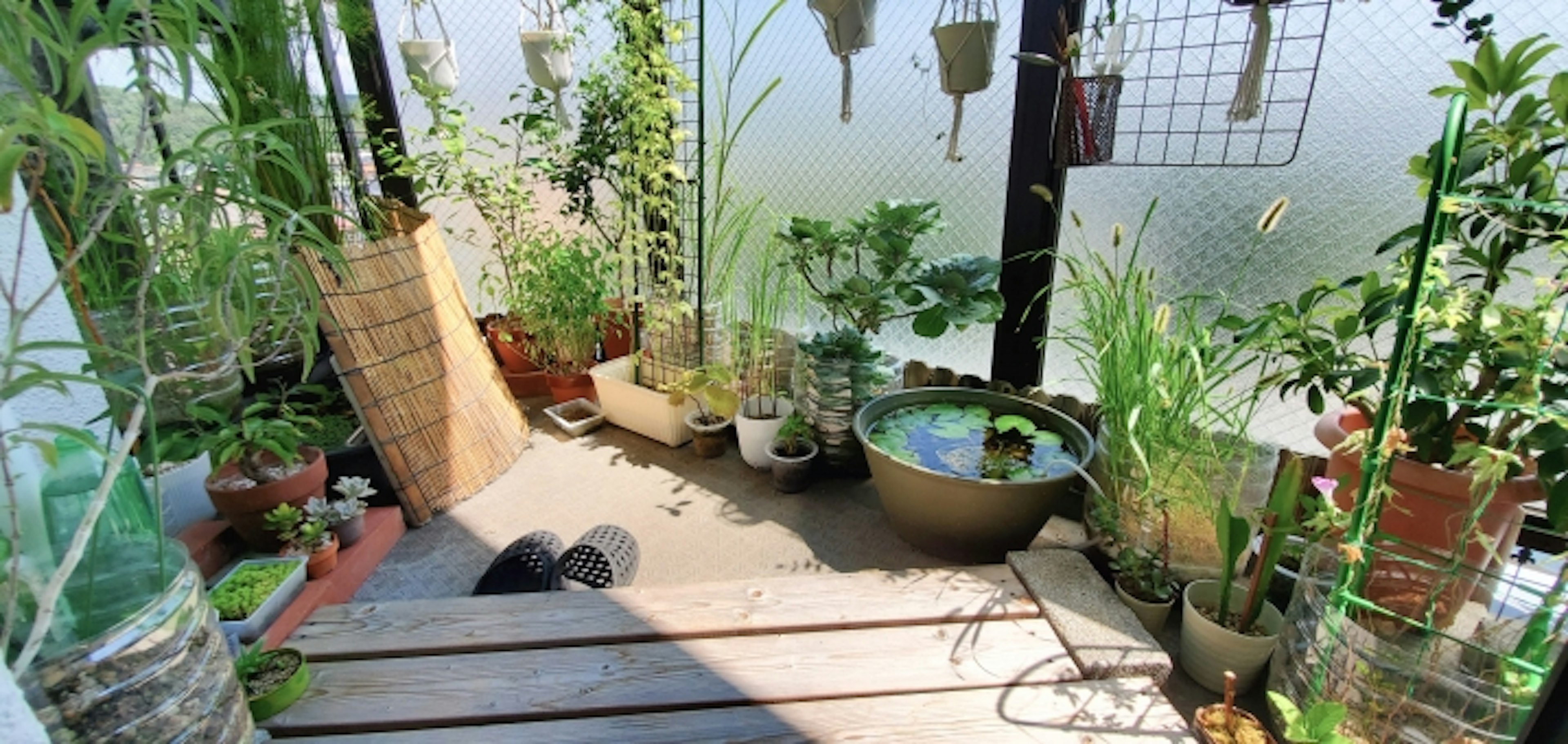 Lush balcony garden featuring various potted plants and a water basin