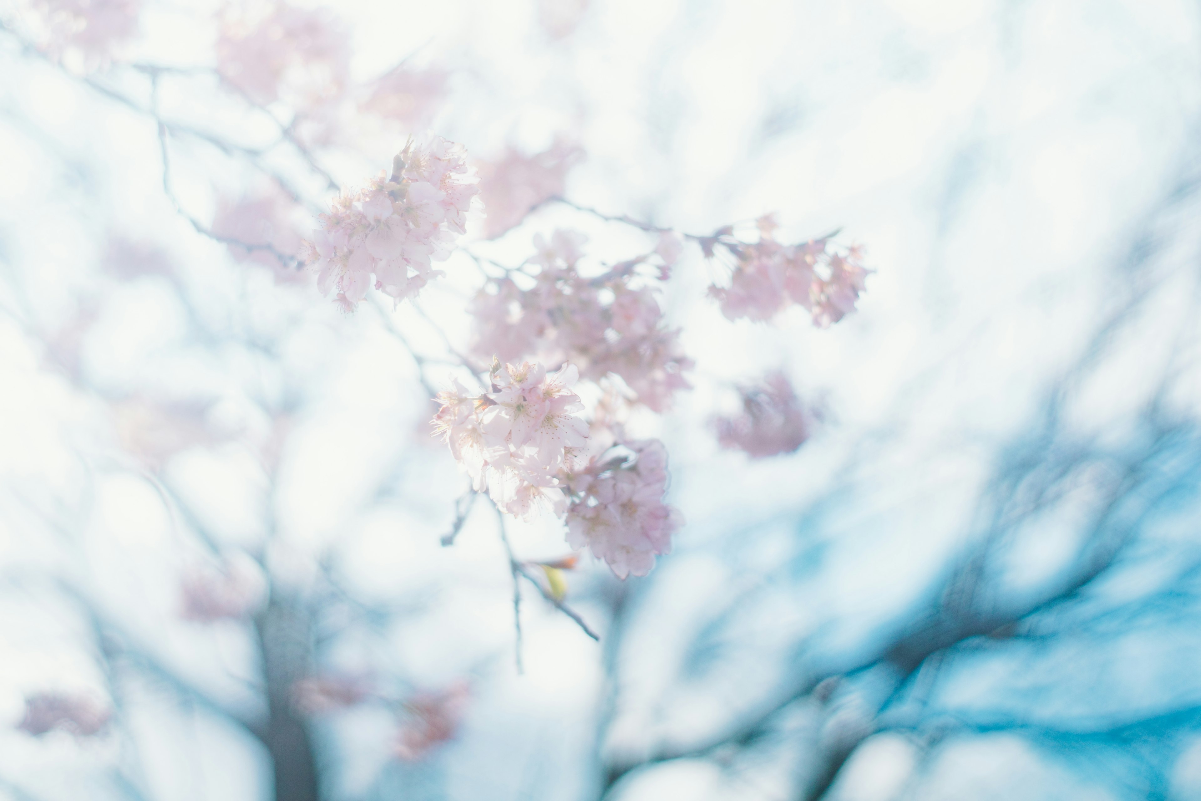 Soft pink cherry blossoms against a light blue sky