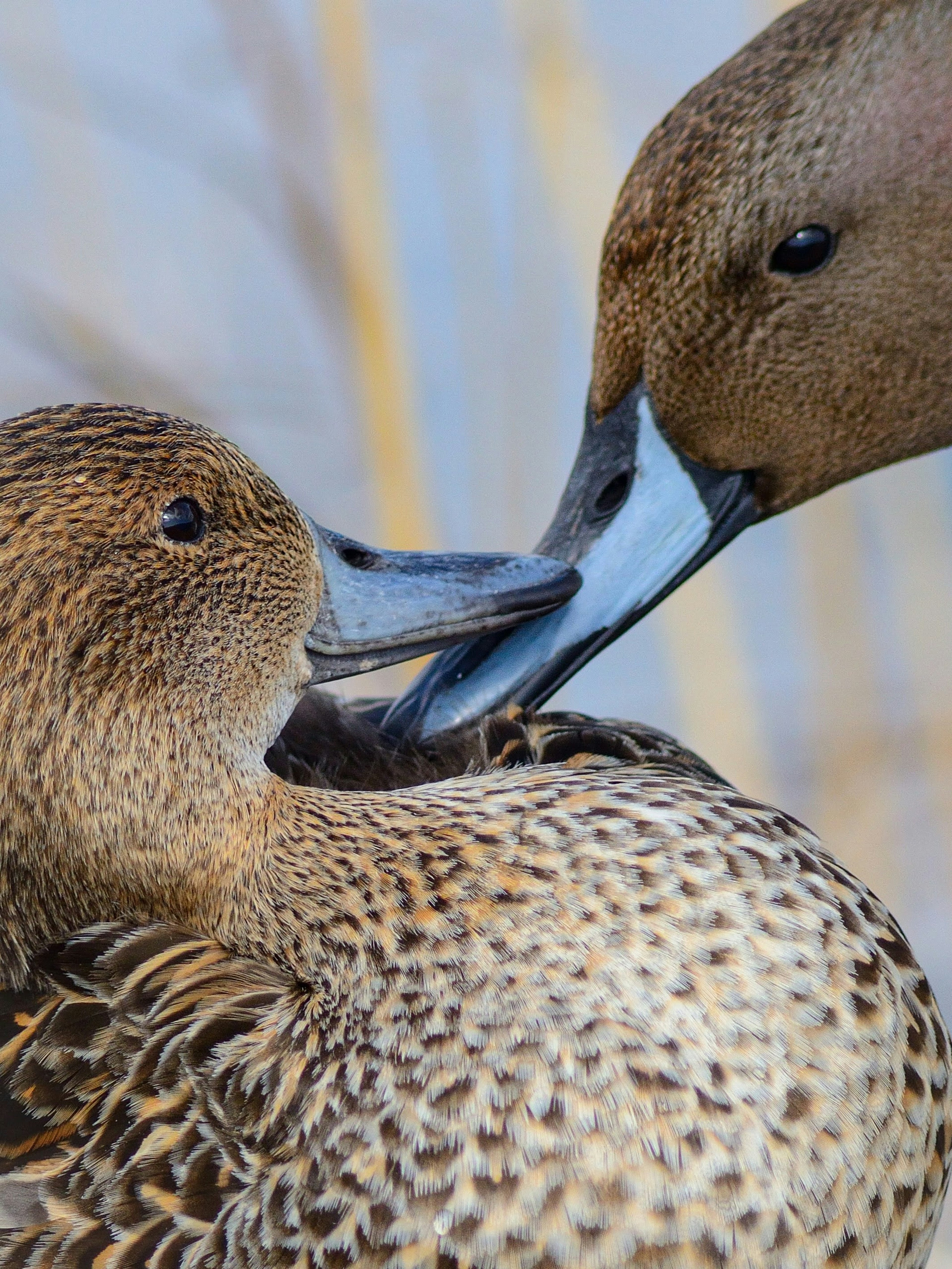 Due uccelli acquatici che interagiscono strettamente tra loro