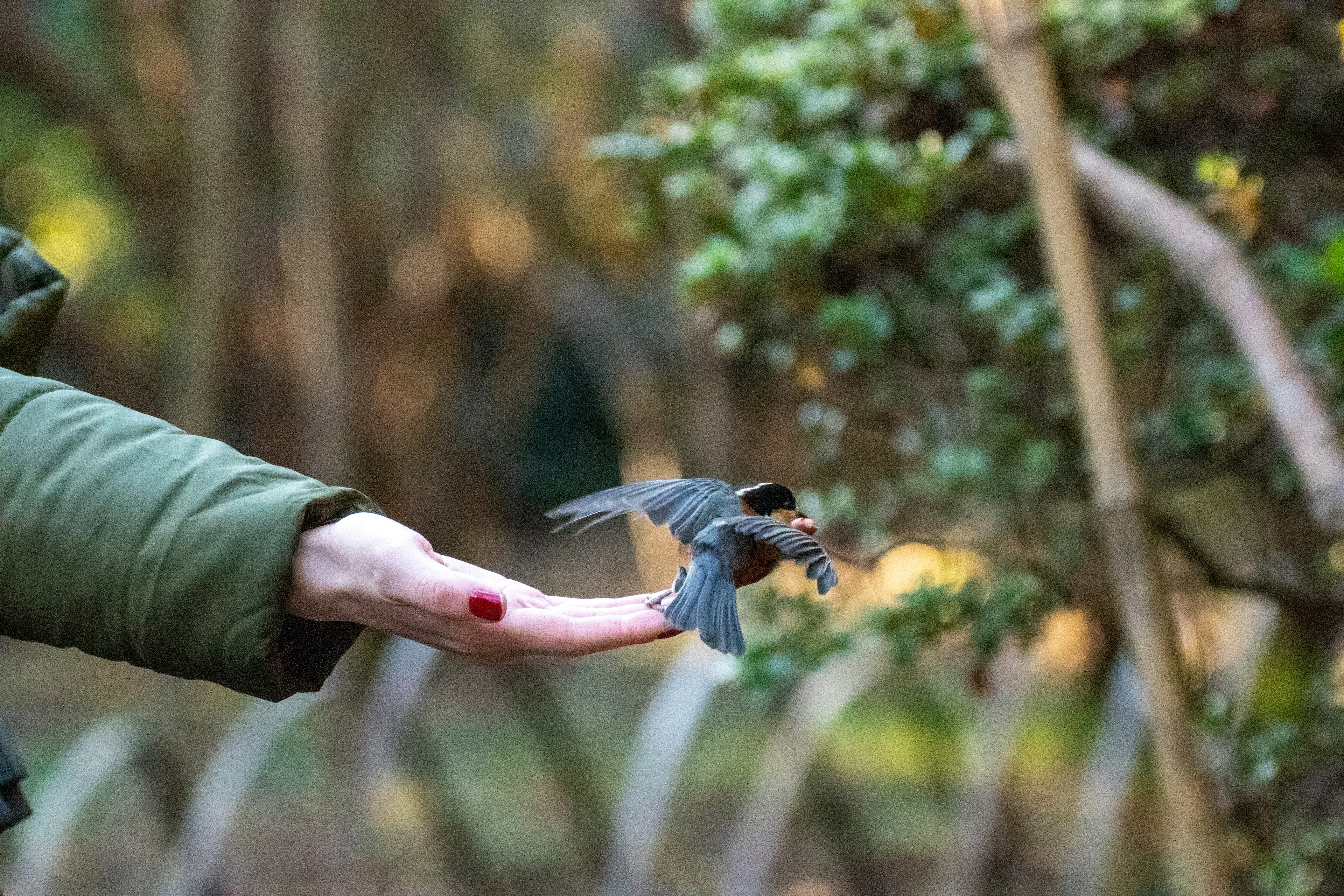 Un piccolo uccello posato su una mano con uno sfondo naturale sfocato