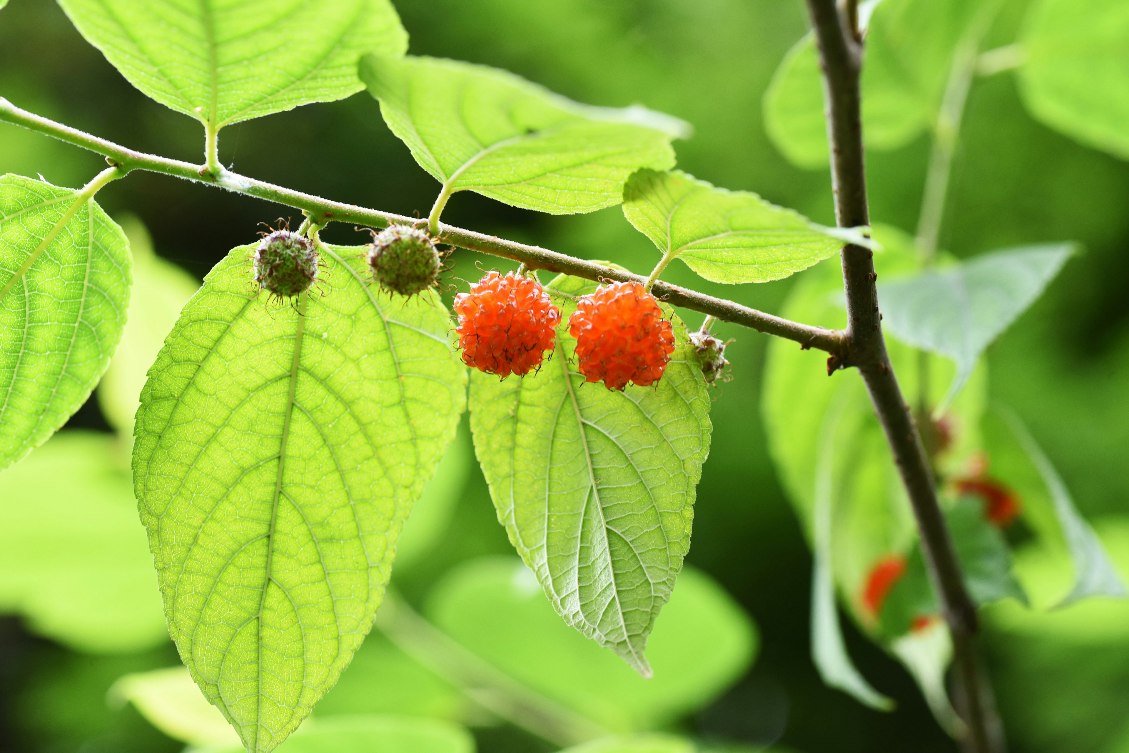 Red fruits and unripe berries on green leaves