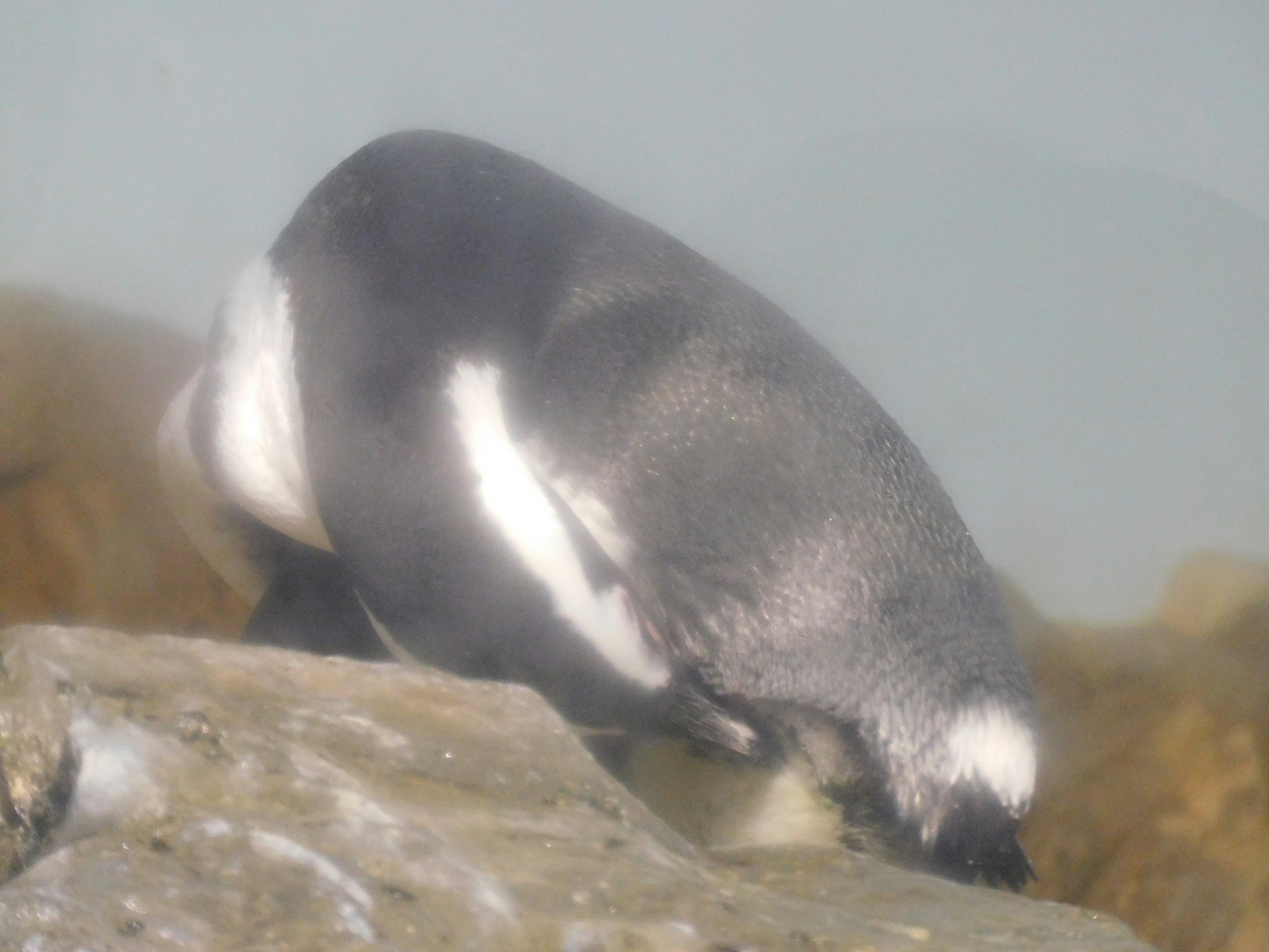 水中で石に寄りかかるペンギンの後ろ姿