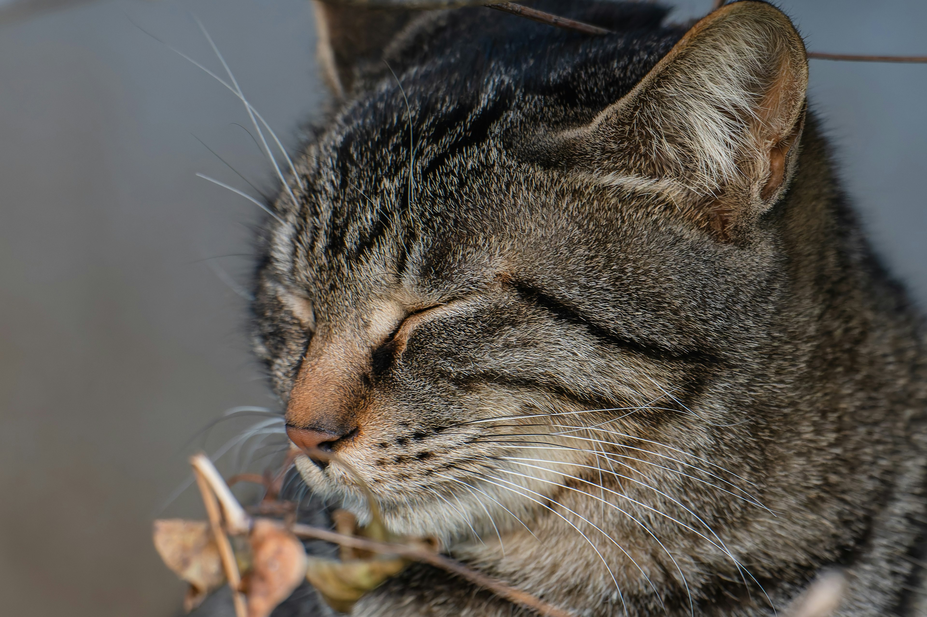 Un chat se reposant les yeux fermés