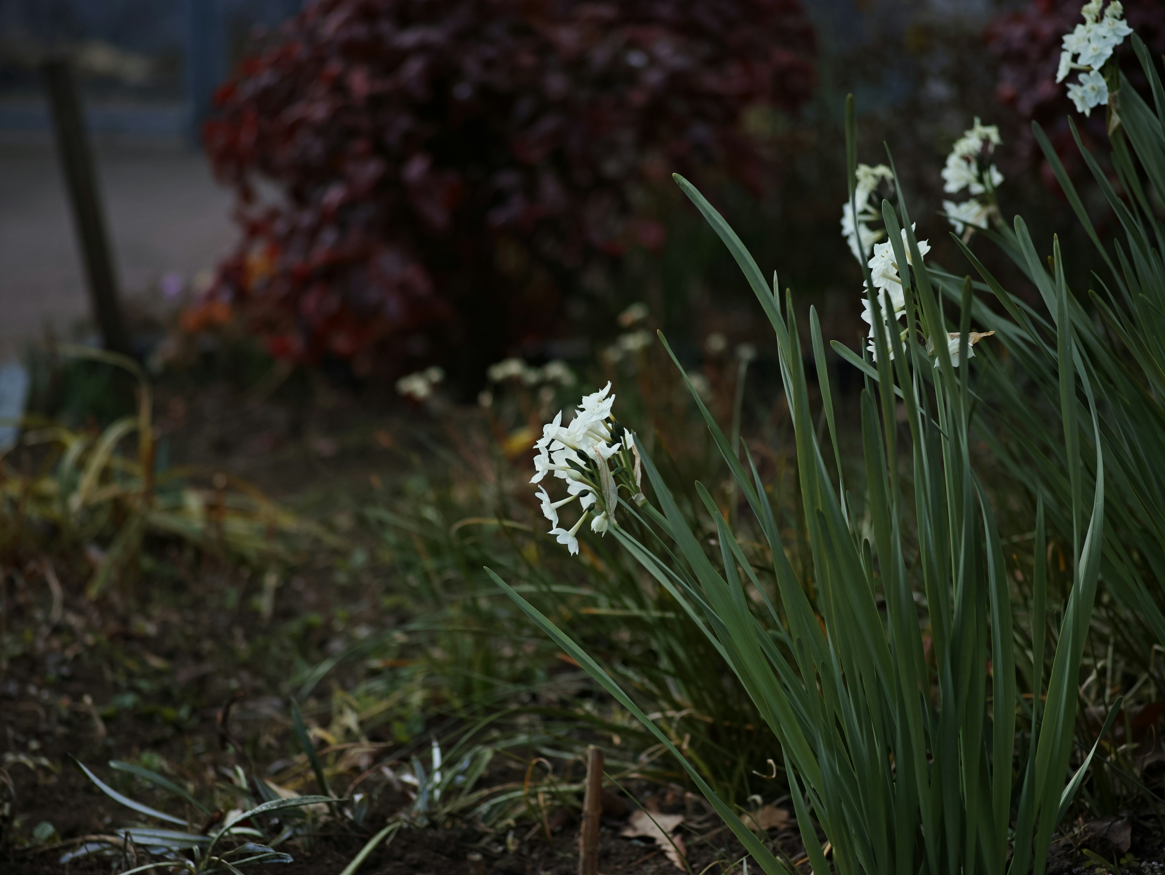 Scena di giardino tranquilla con fiori bianchi e foglie verdi