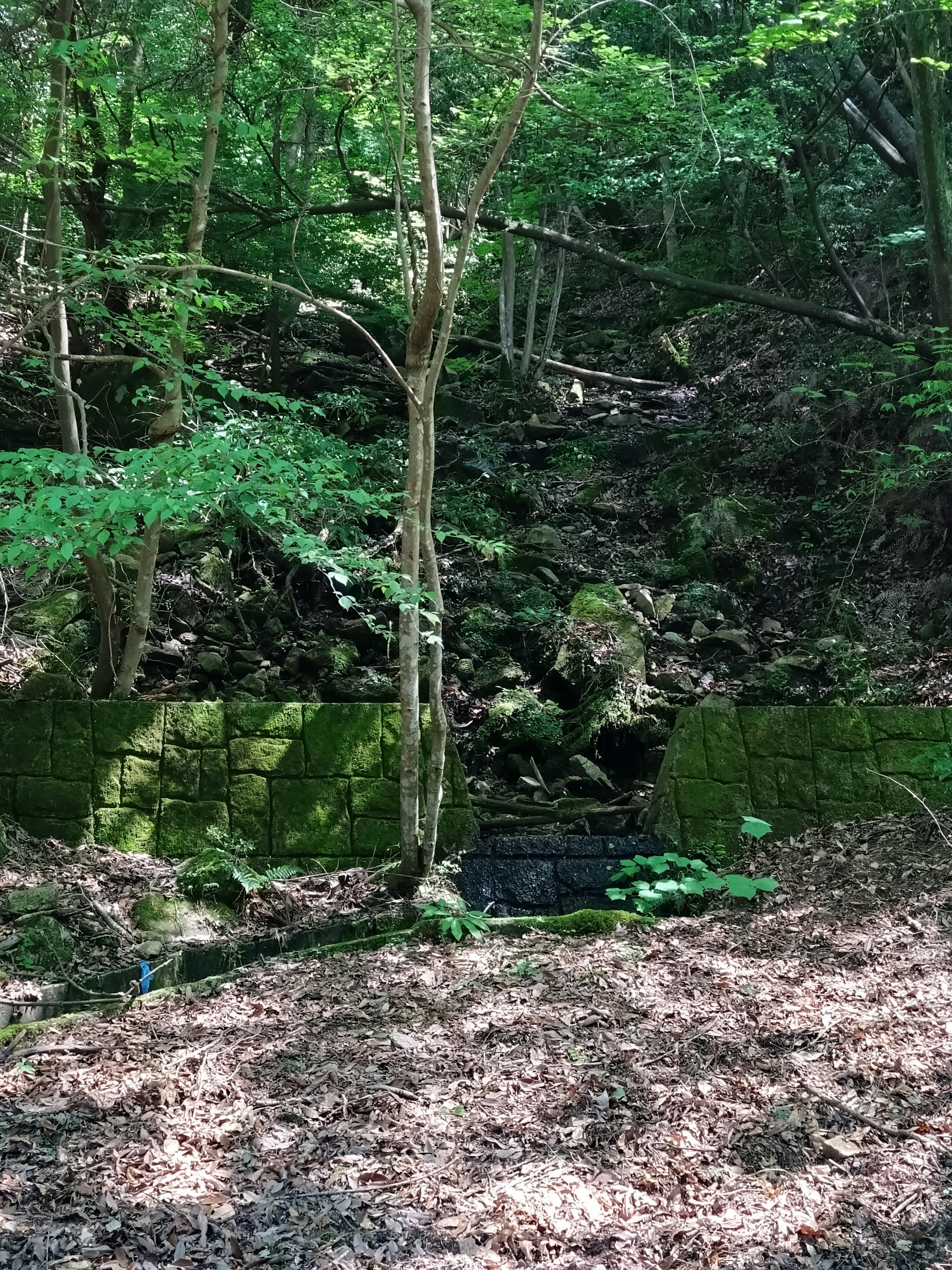 Murs en pierre couverts de mousse et arbres dans une forêt verdoyante